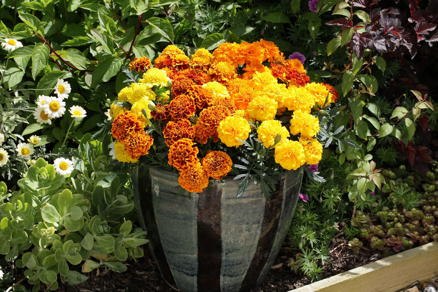 Tagetes patula | French Marigold Hornet Yellow