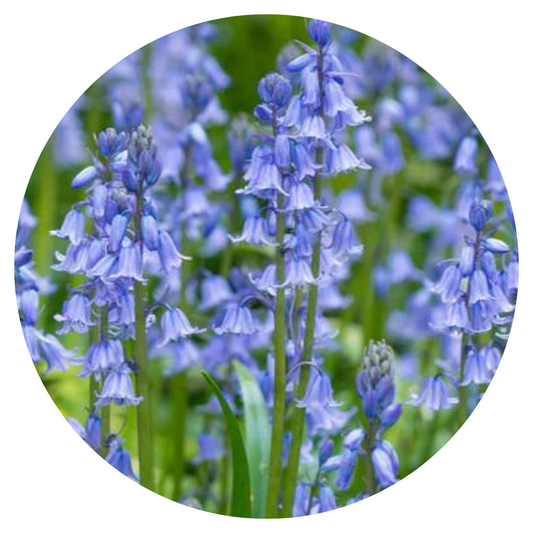 Vienkāršā pahiacinte Blue Bell 