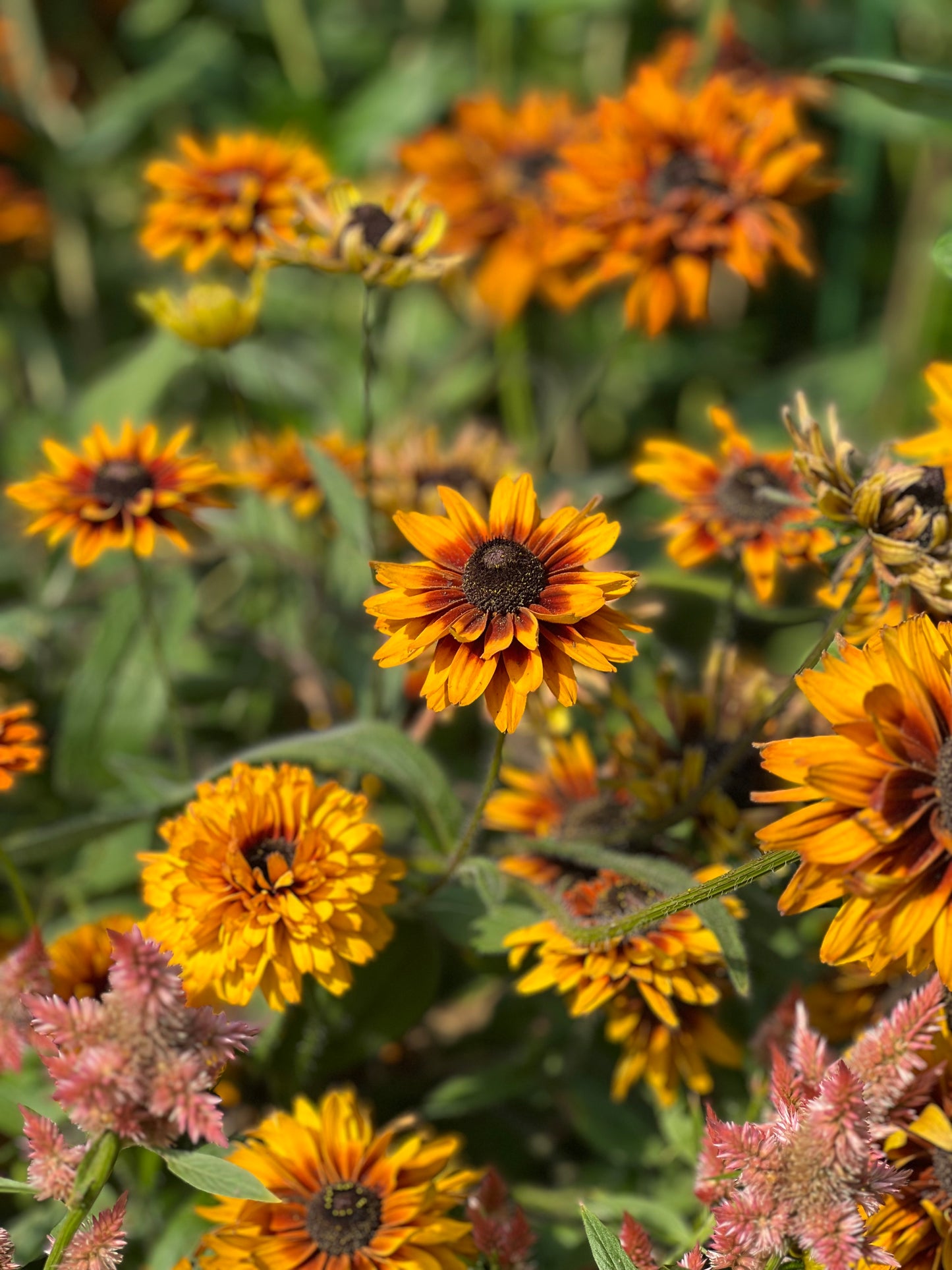 Rudbeckia hirta Cherokee Sunset