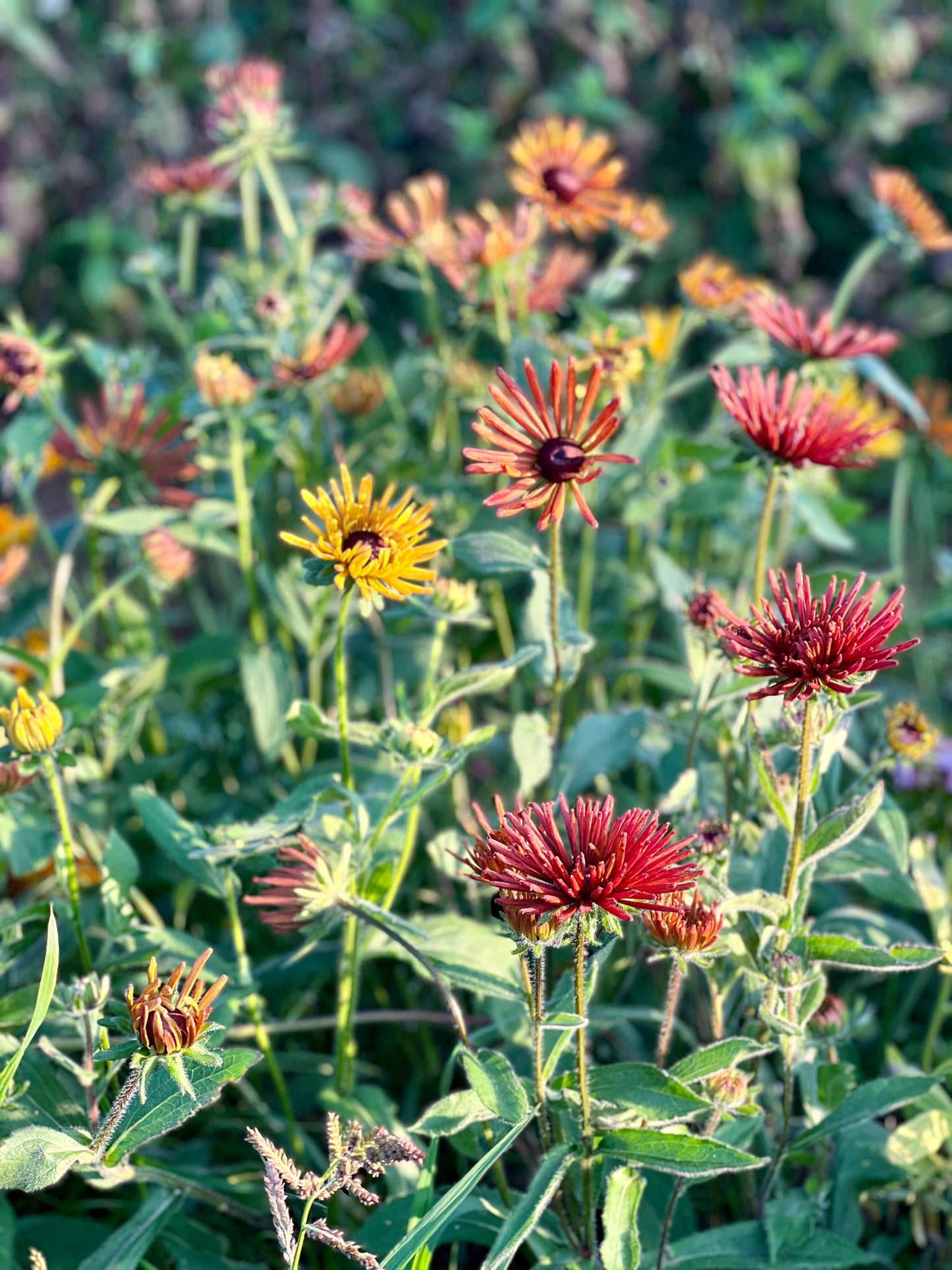 Rudbeckia hirta Chim Chiminee