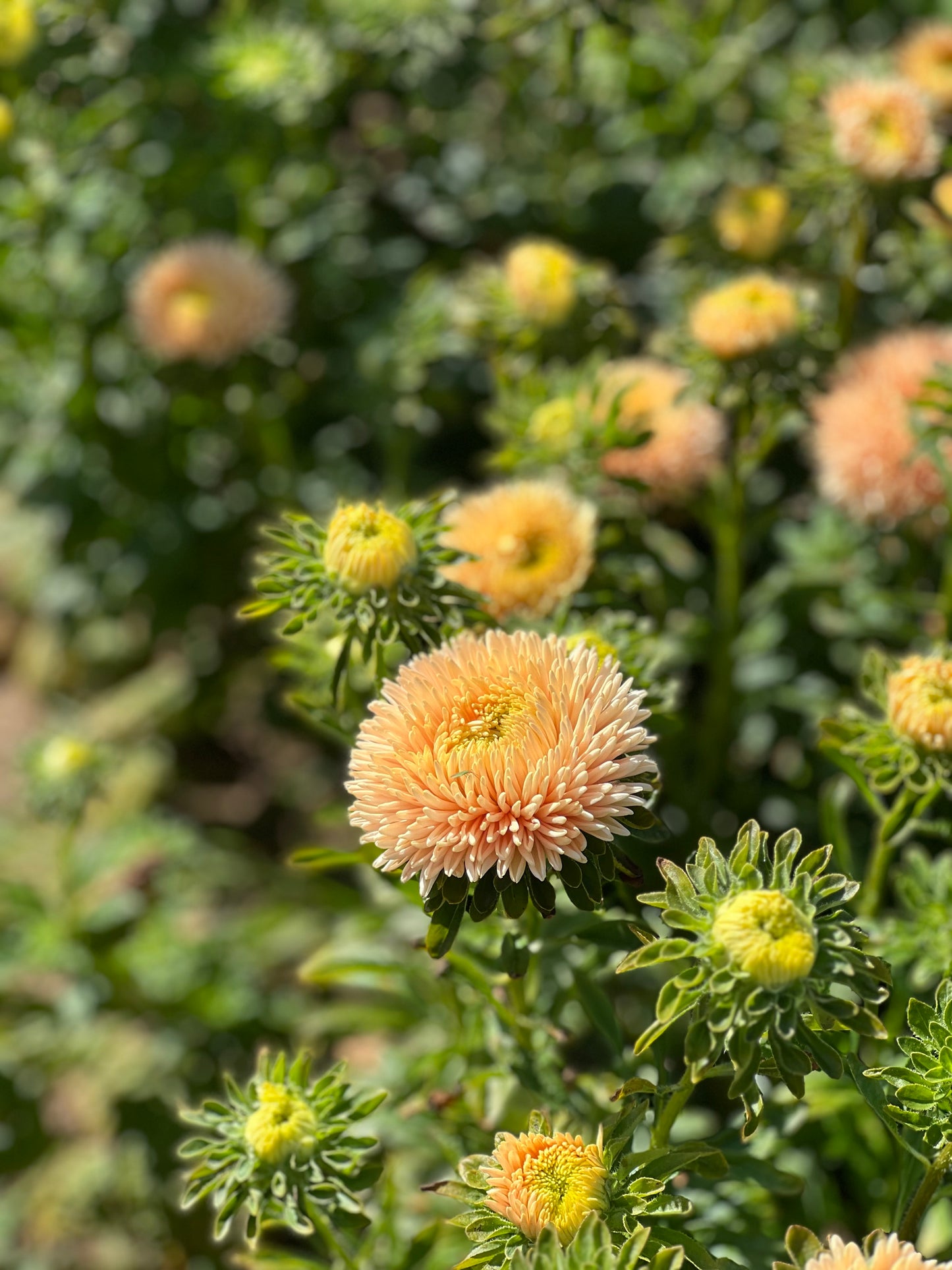 Aster Chrisantella Autumn Forest