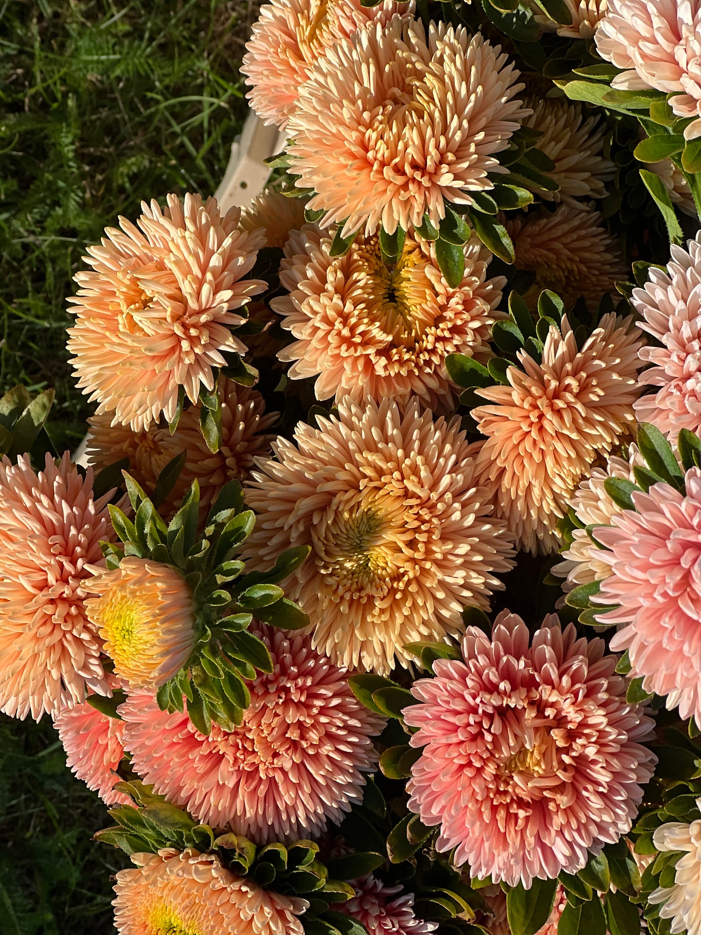 Aster Chrisantella Autumn Forest