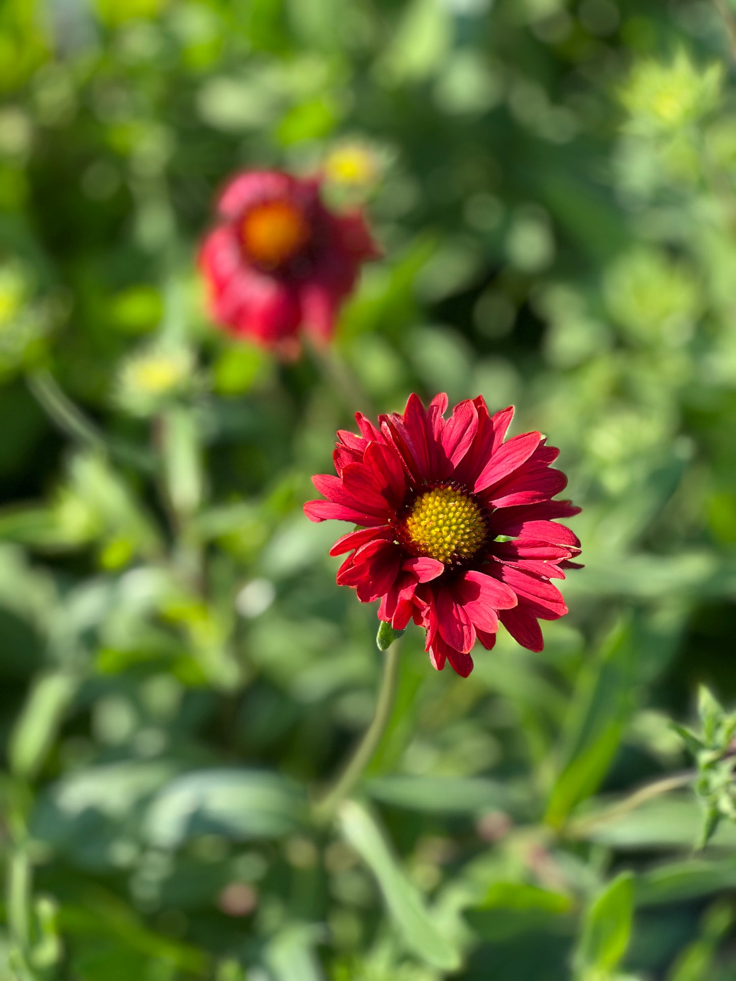 Gaillardia aristata Burgundy