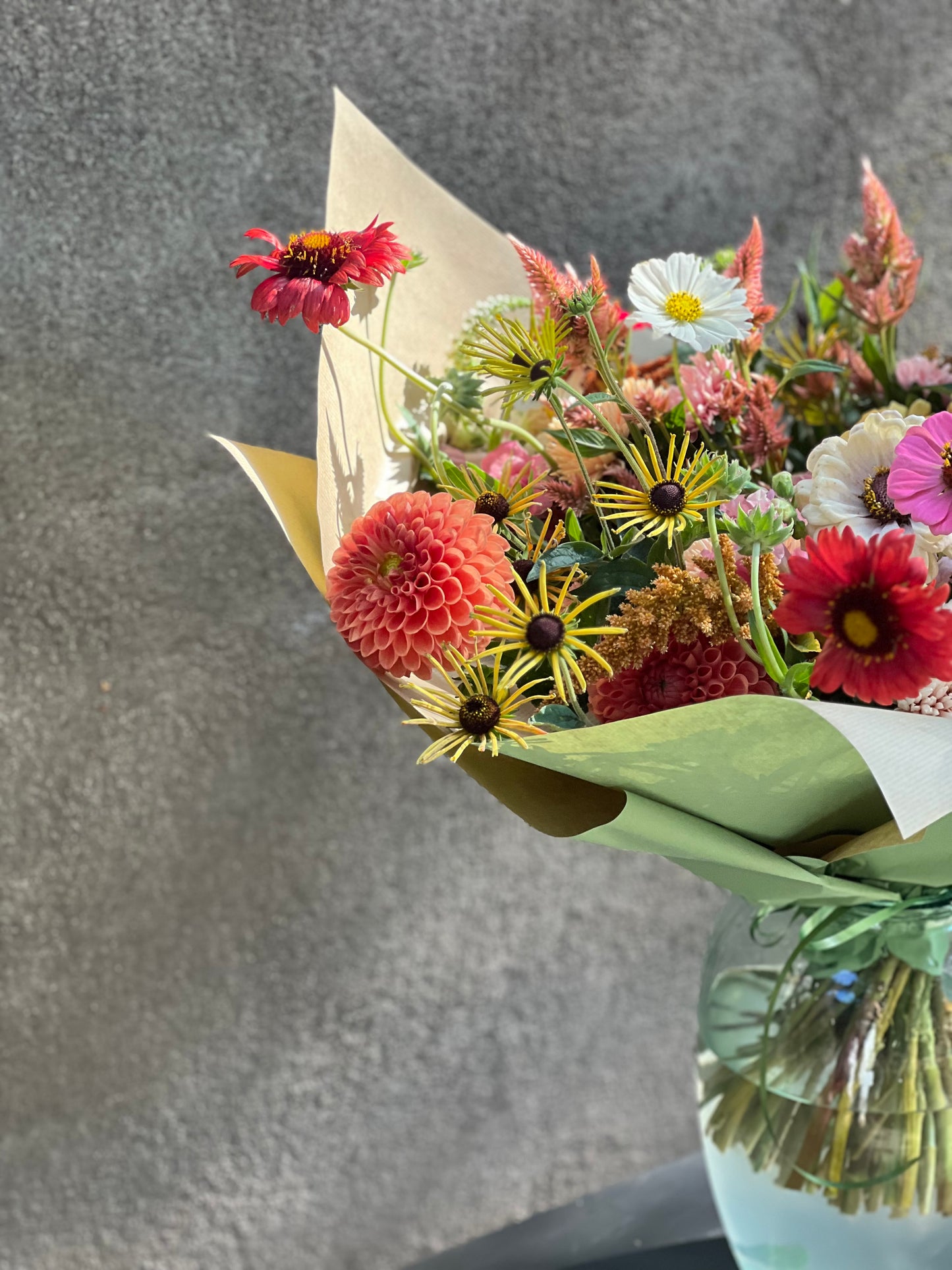 Gaillardia aristata Burgundy