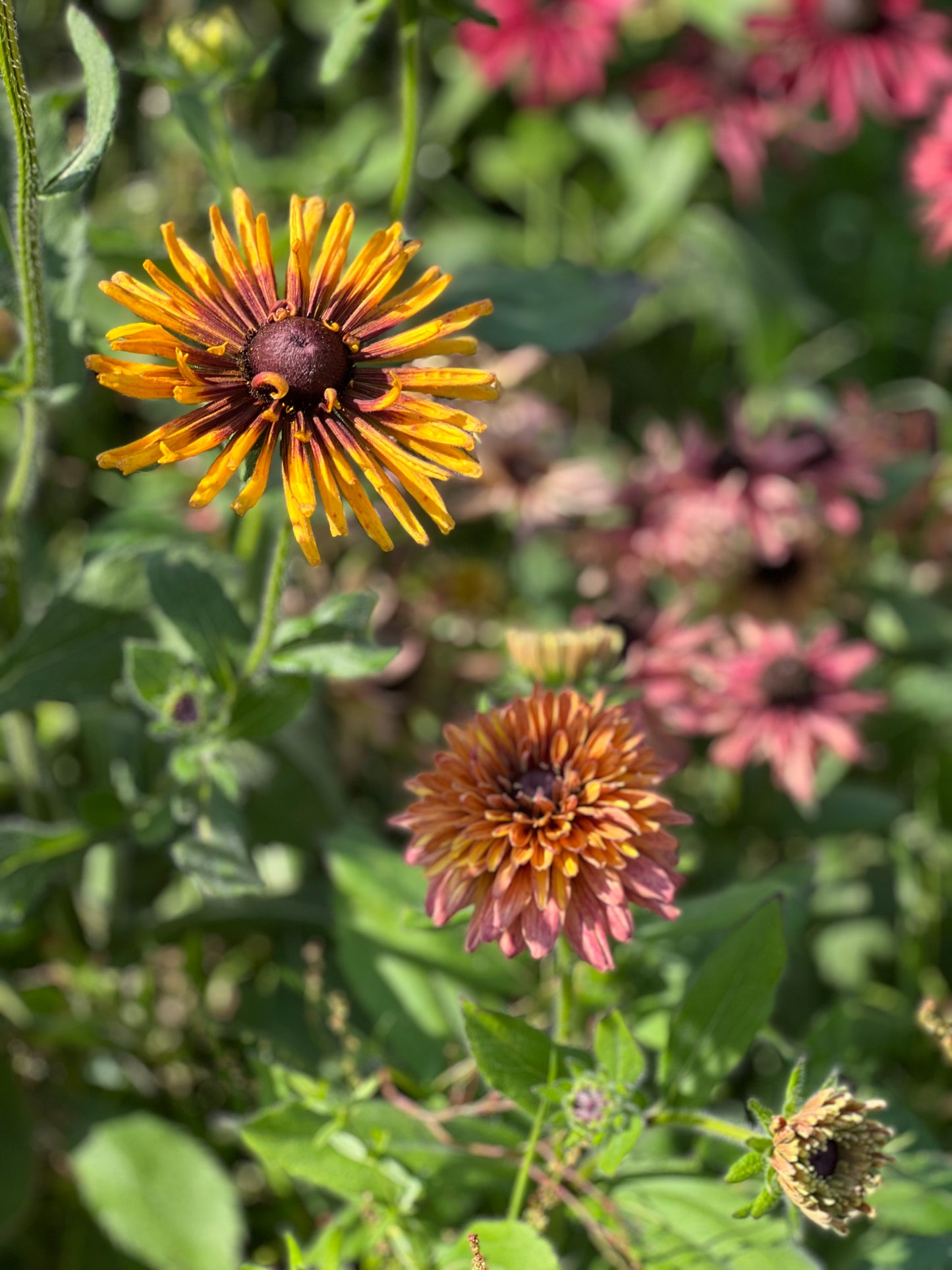 Rudbeckia hirta Chim Chiminee