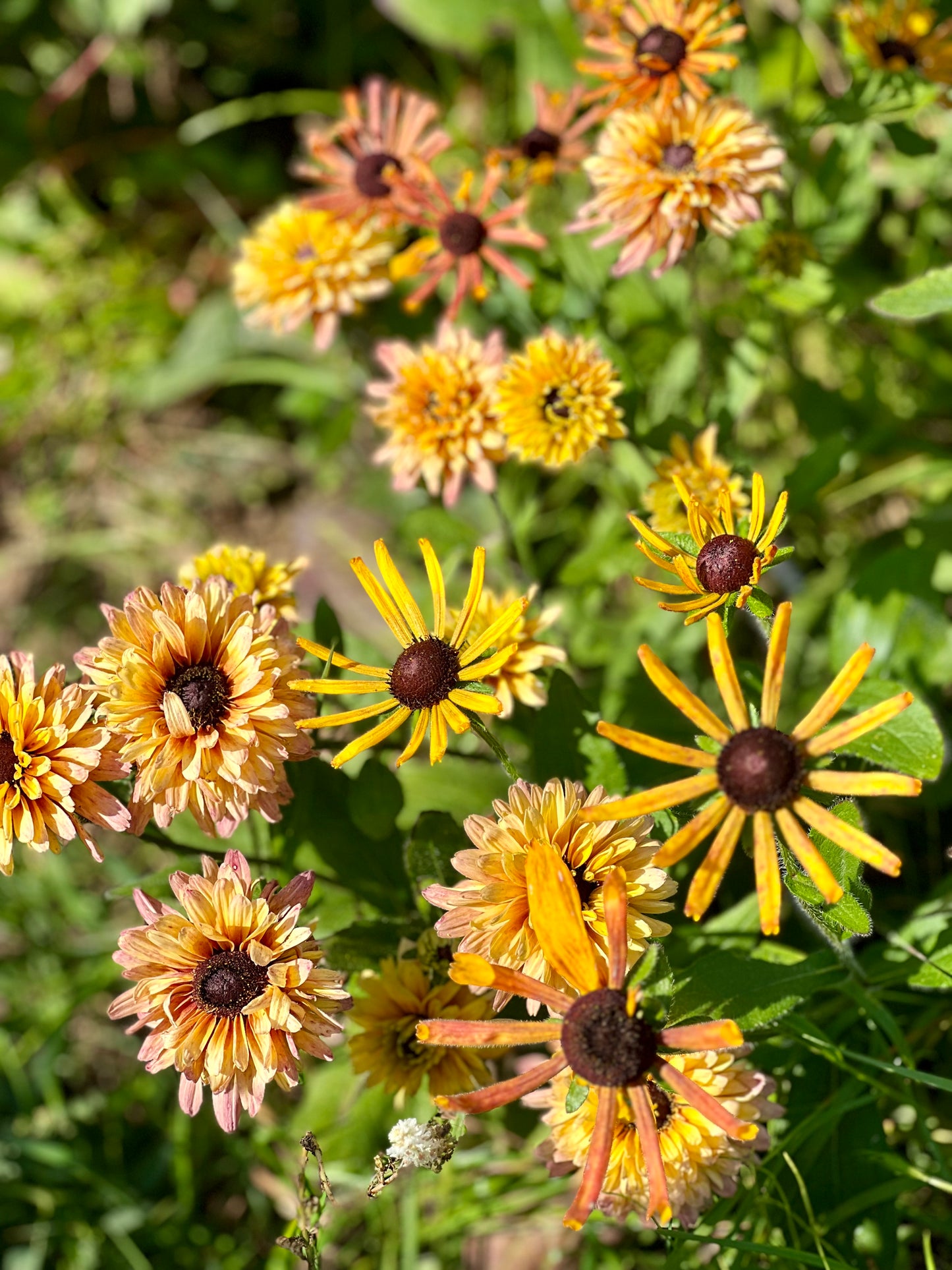 Rudbeckia hirta Chim Chiminee