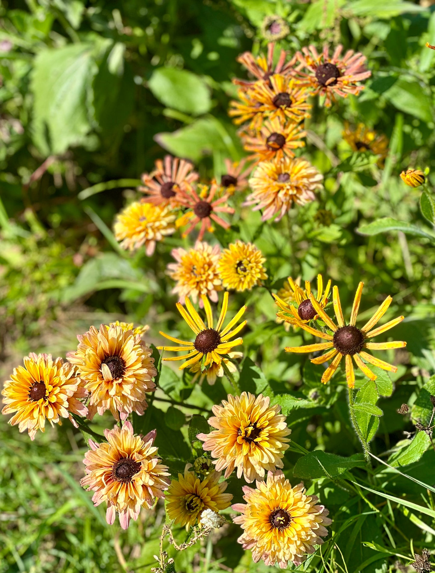 Rudbeckia hirta Chim Chiminee