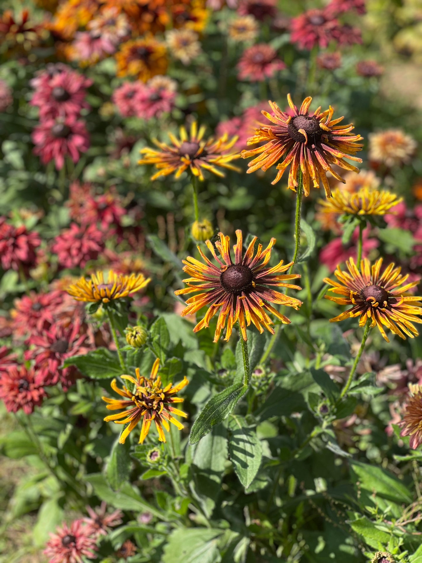 Rudbeckia hirta Chim Chiminee