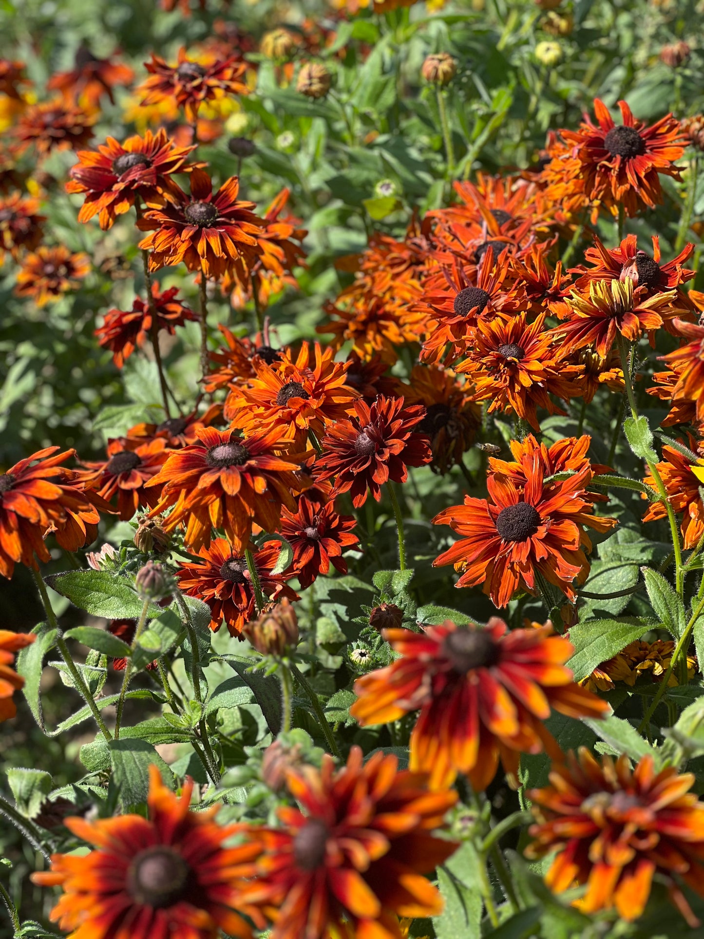 Rudbeckia hirta Cherokee Sunset