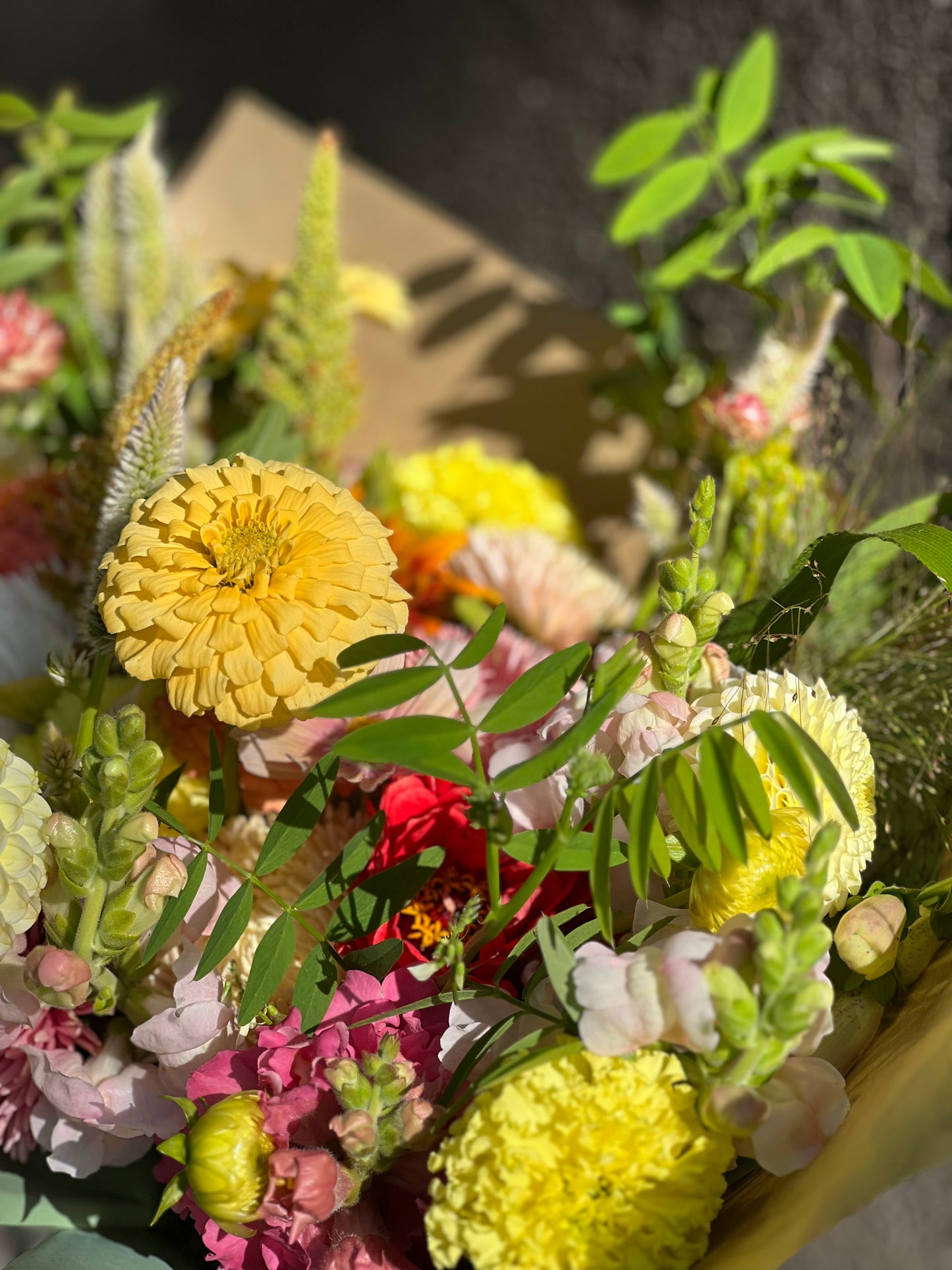 Zinnia elegans Isabellina Creamy Yellow