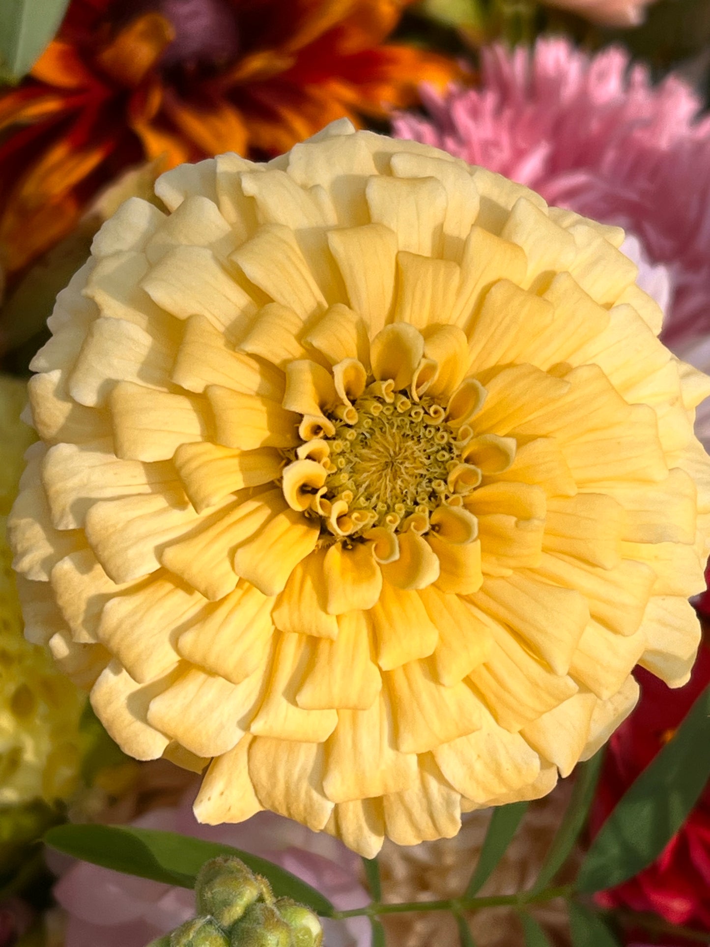 Zinnia elegans Isabellina Creamy Yellow