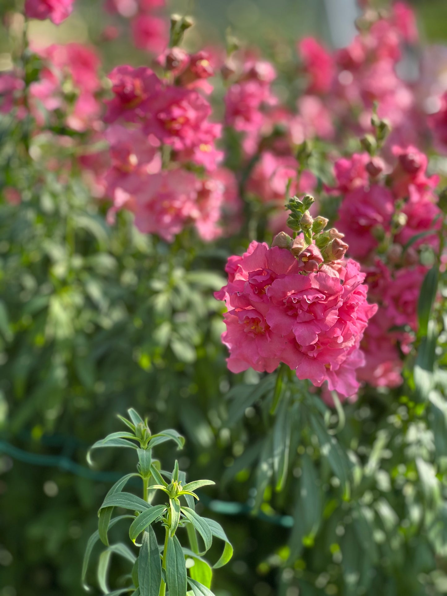 Snapdragon Madame Butterfly Rose