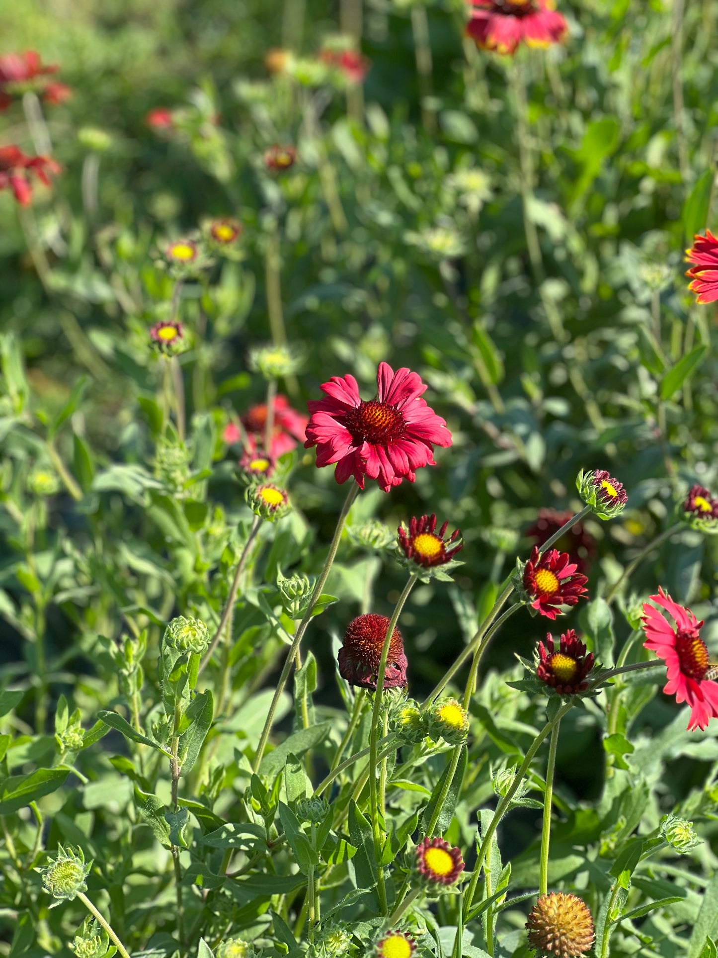 Gaillardia aristata Burgundy