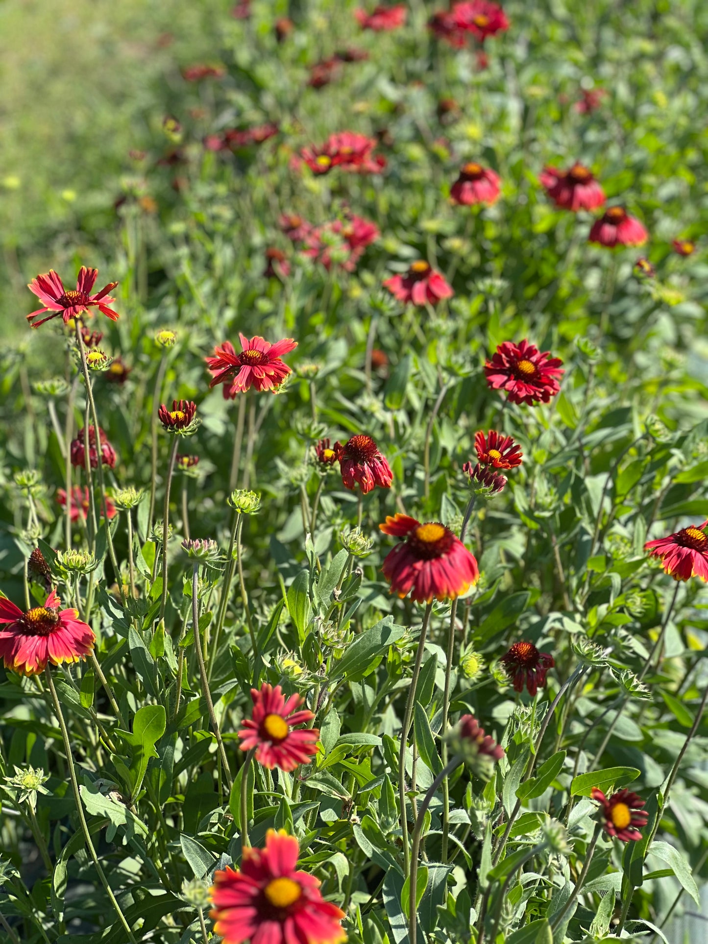 Gaillardia aristata Burgundy