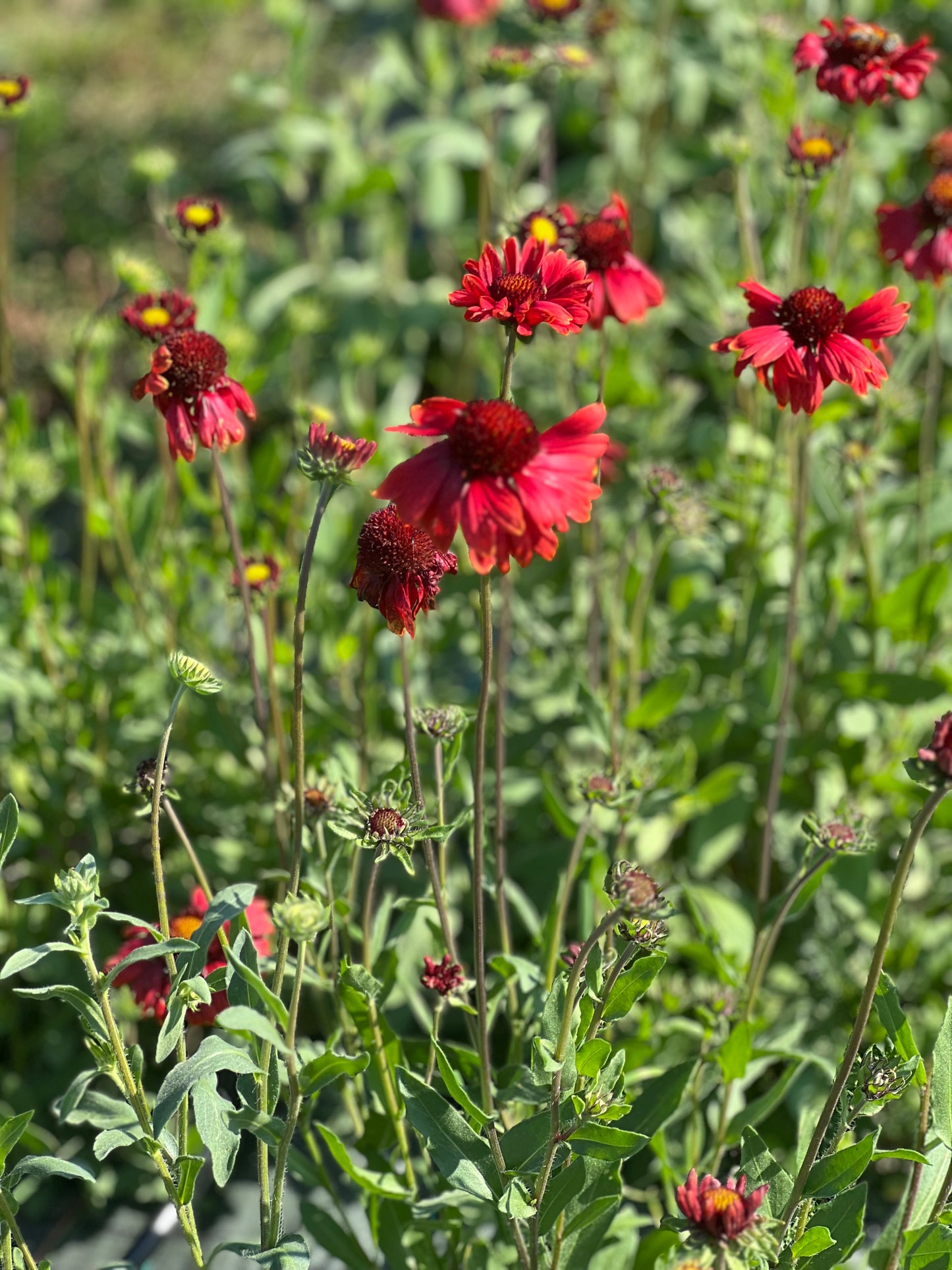 Gaillardia aristata Burgundy