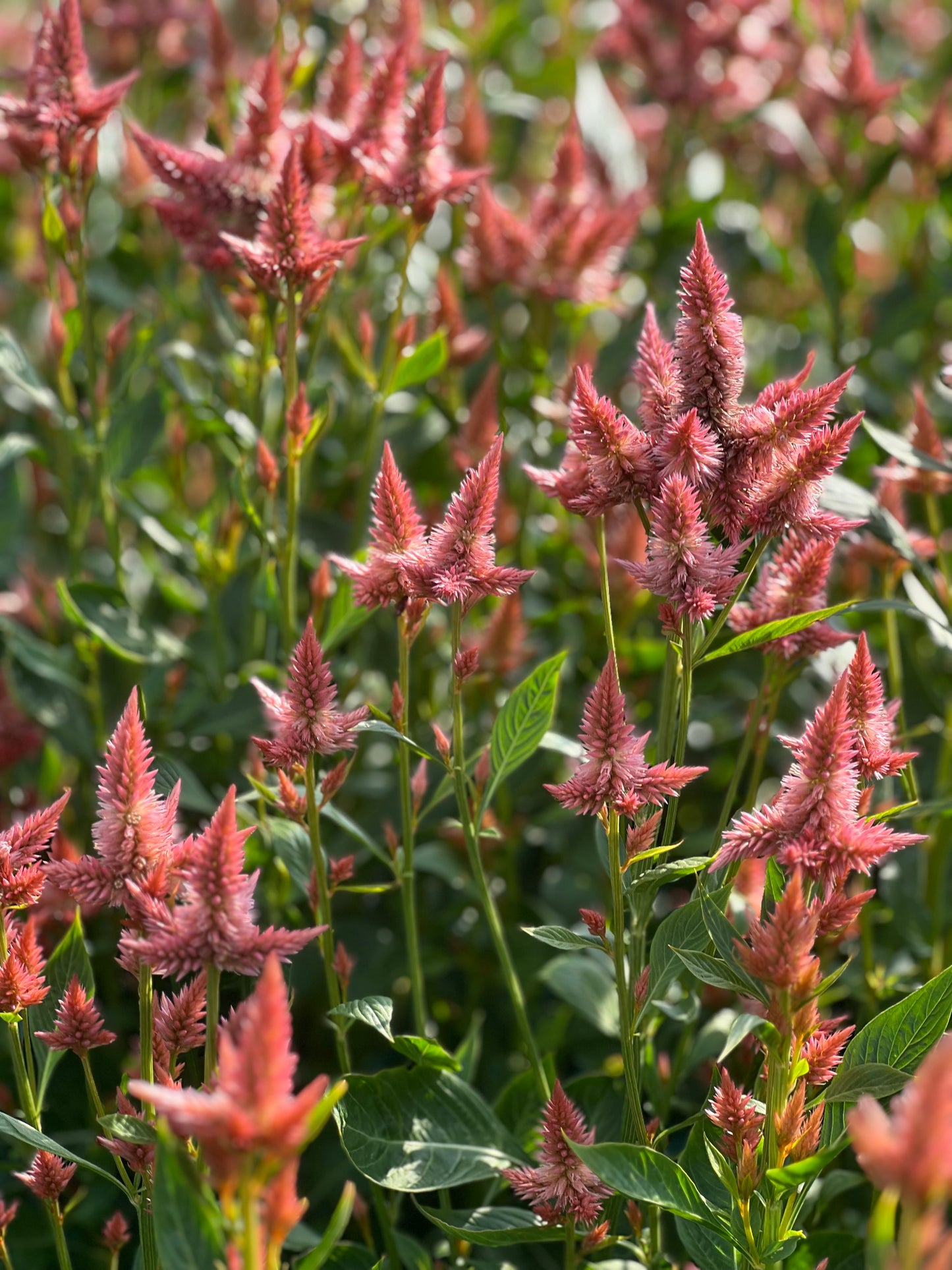 Celosia spicata Celway Salmon