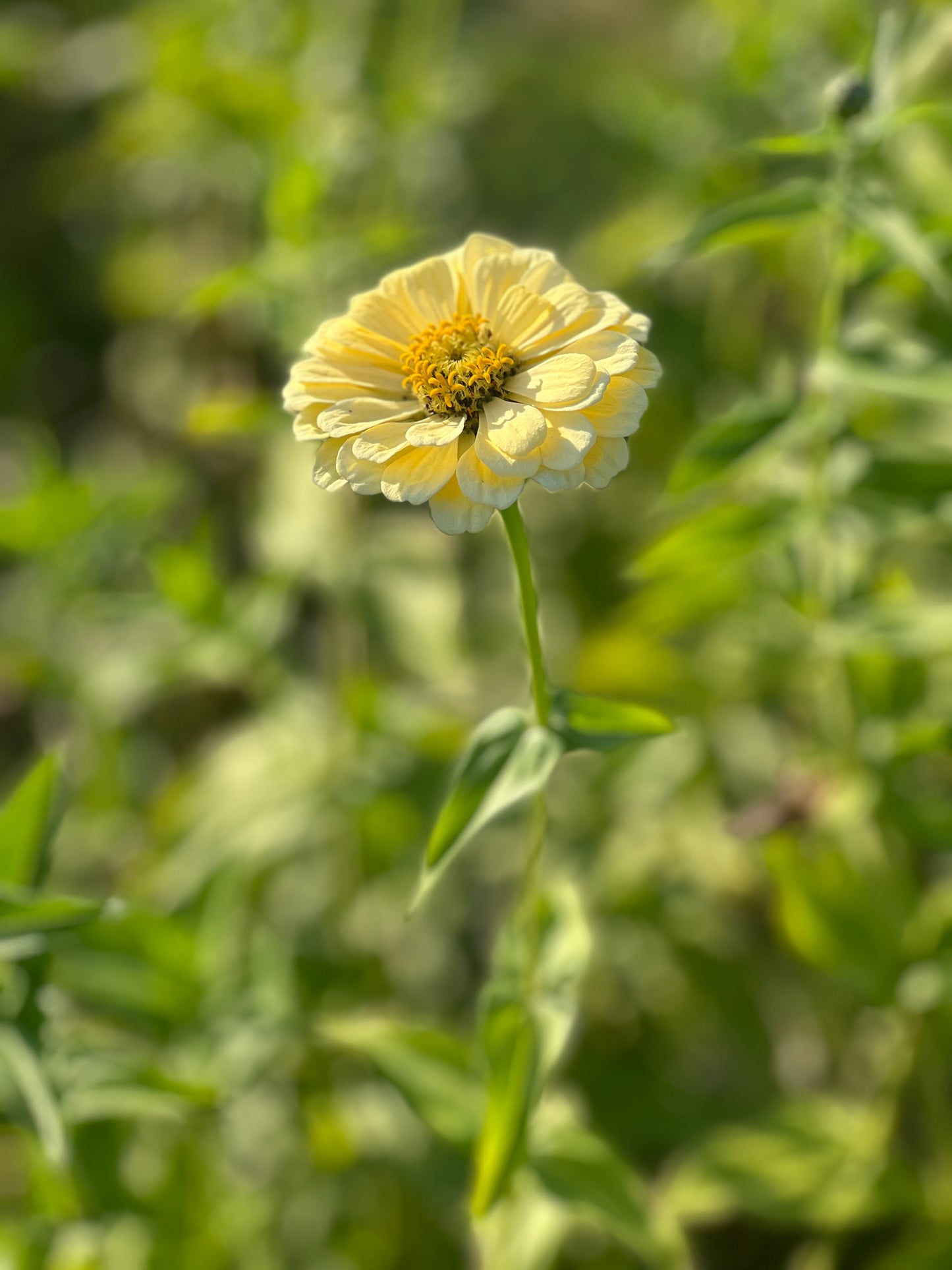 Zinnia elegans Isabellina Creamy Yellow