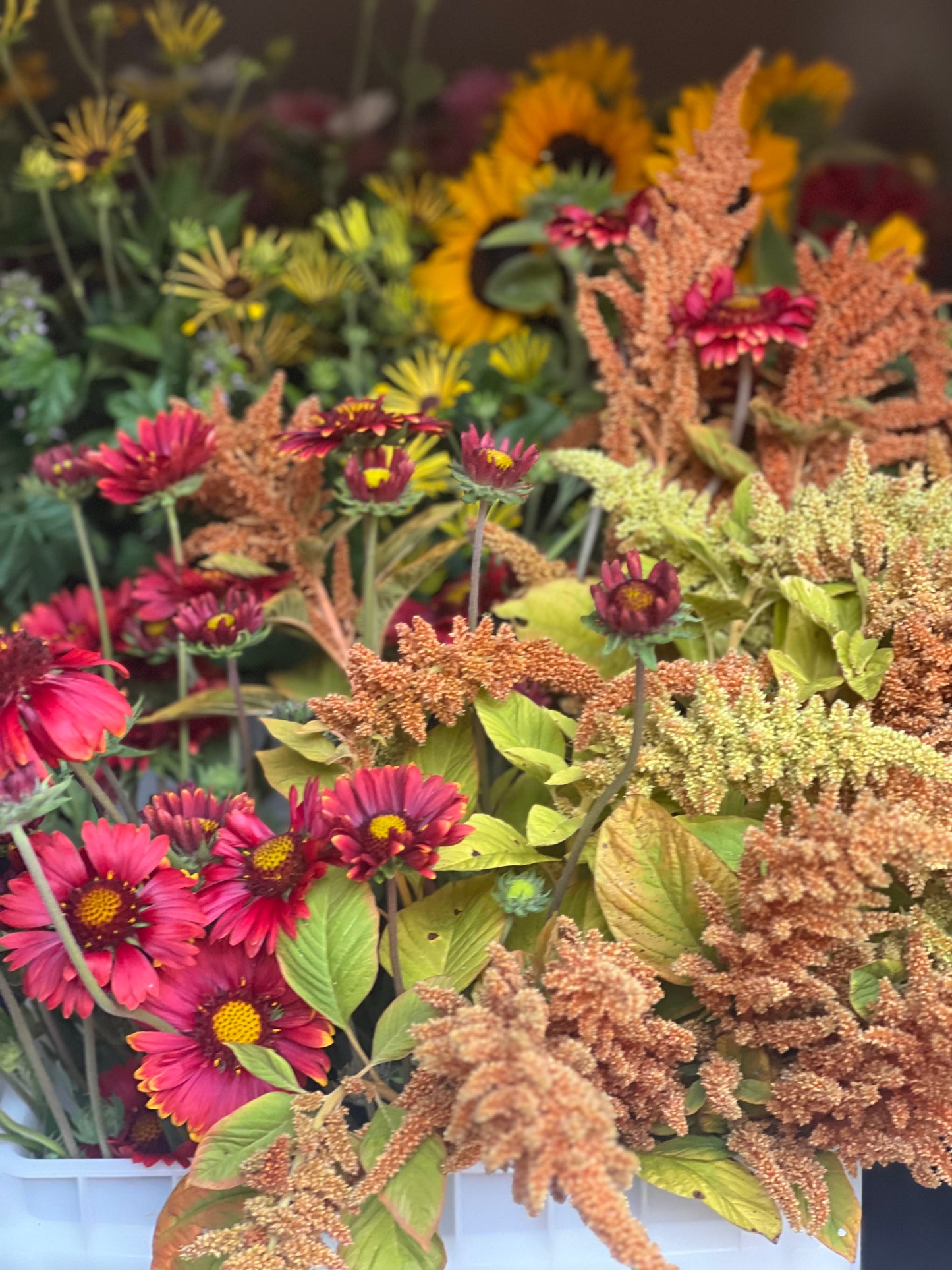 Gaillardia aristata Burgundy