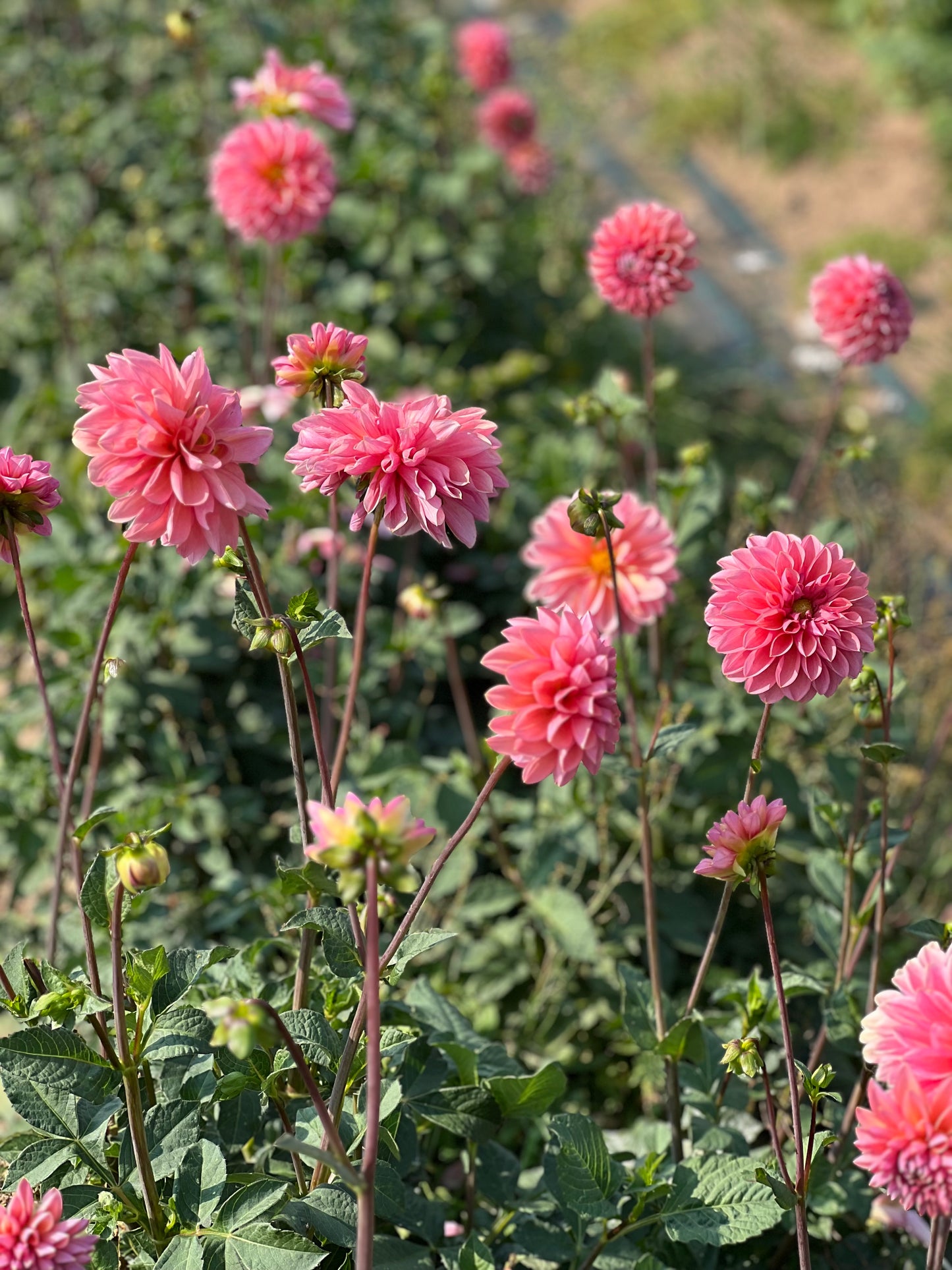 Dahlia Roza Pantera