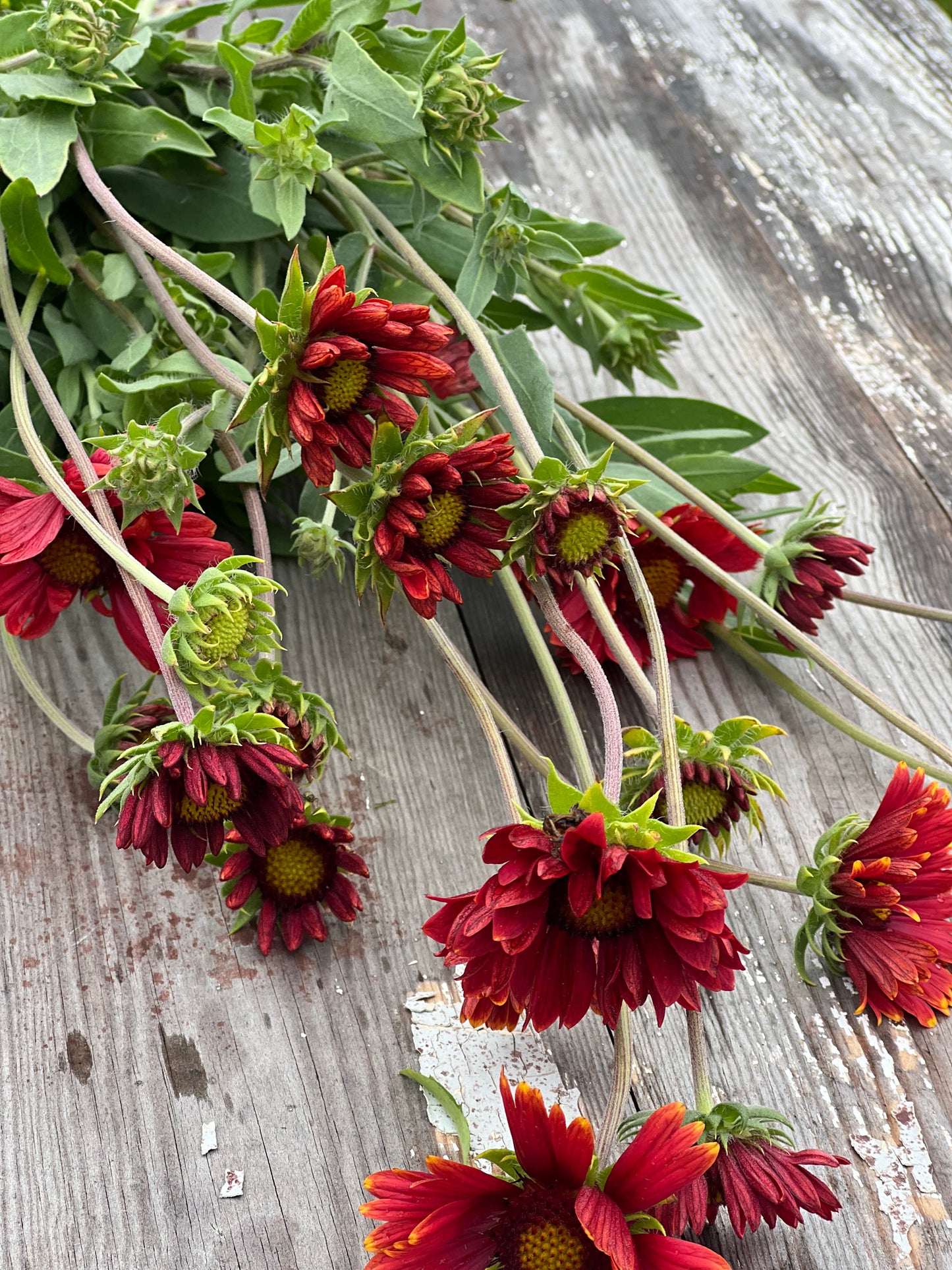 Gaillardia aristata Burgundy