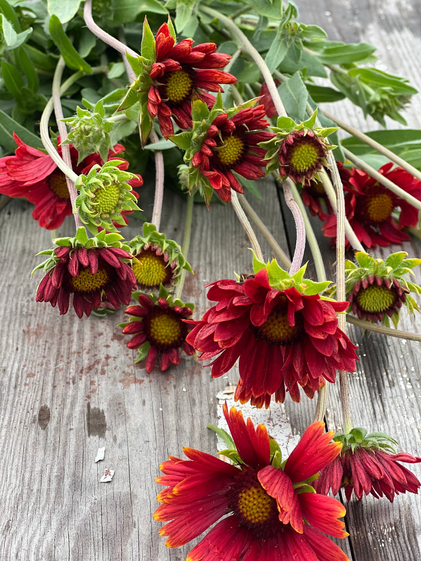 Gaillardia aristata Burgundy