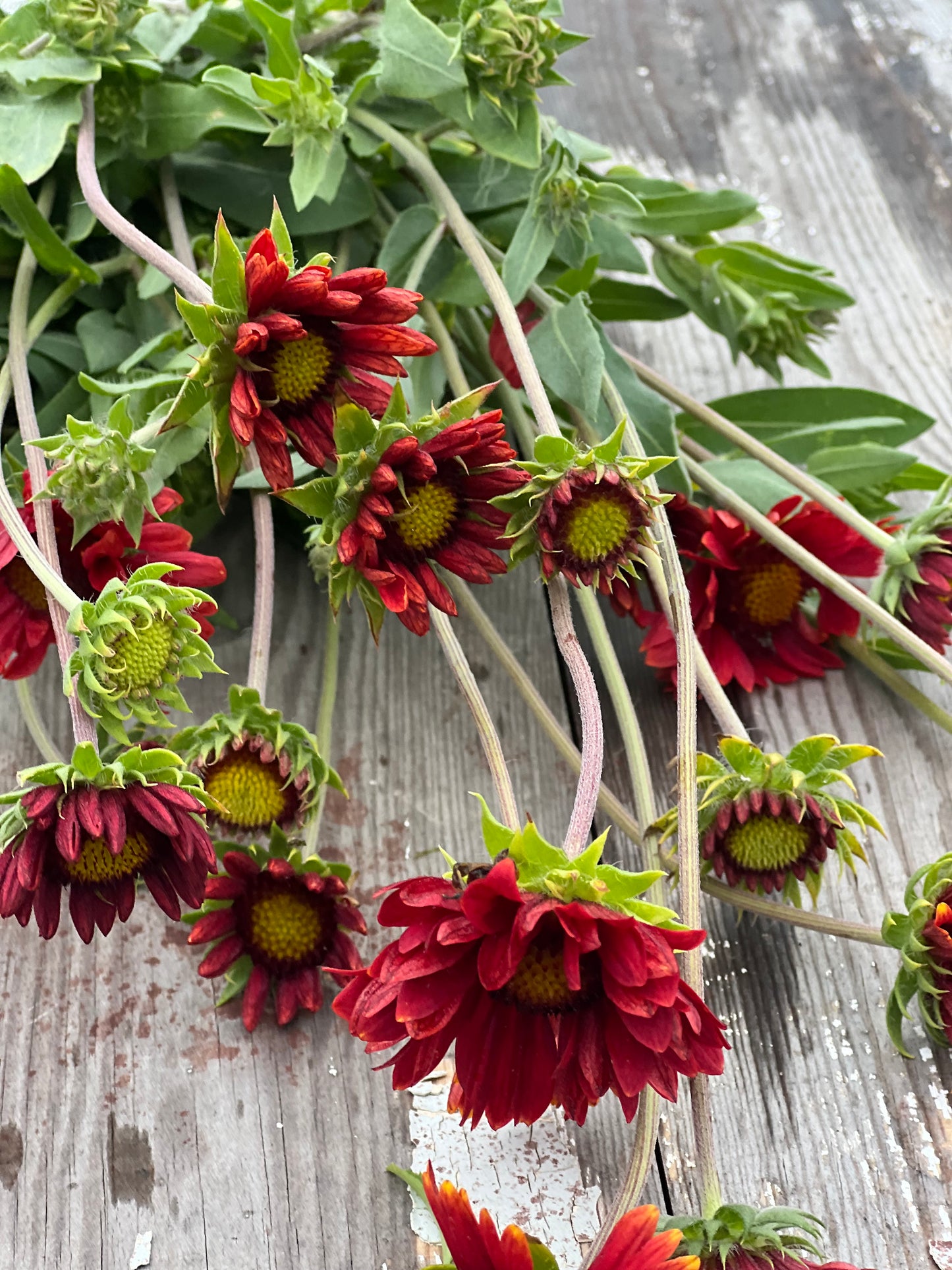 Gaillardia aristata Burgundy