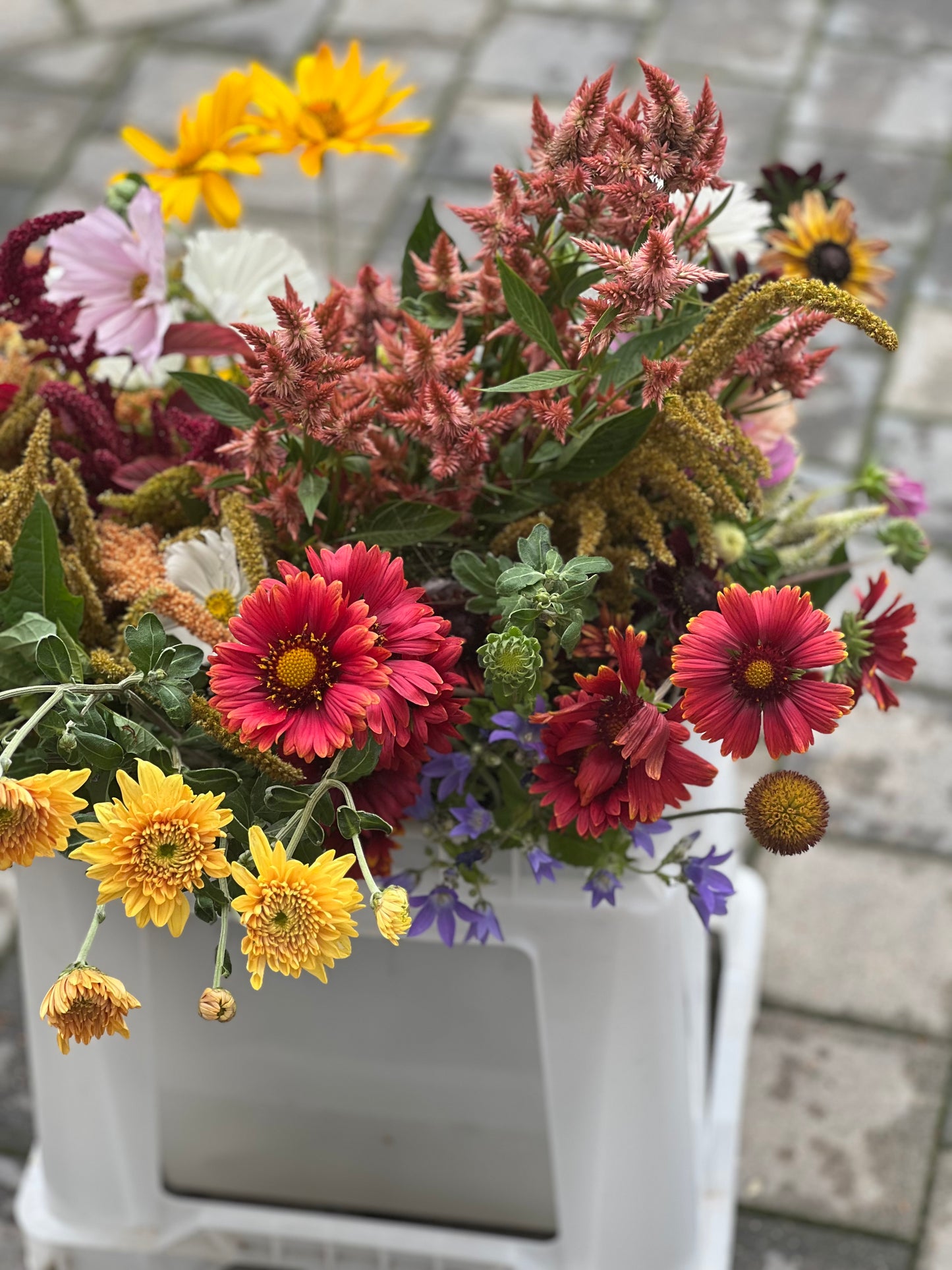 Gaillardia aristata Burgundy