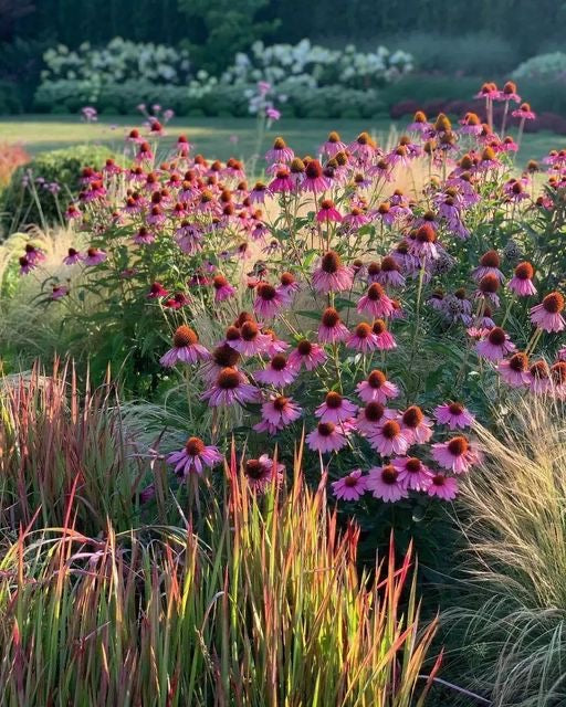 Echinacea purpurea Primadonna® Deep Rose