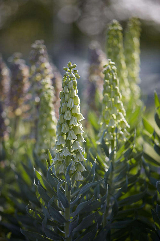 Persijas fritilārija Ivory Bells