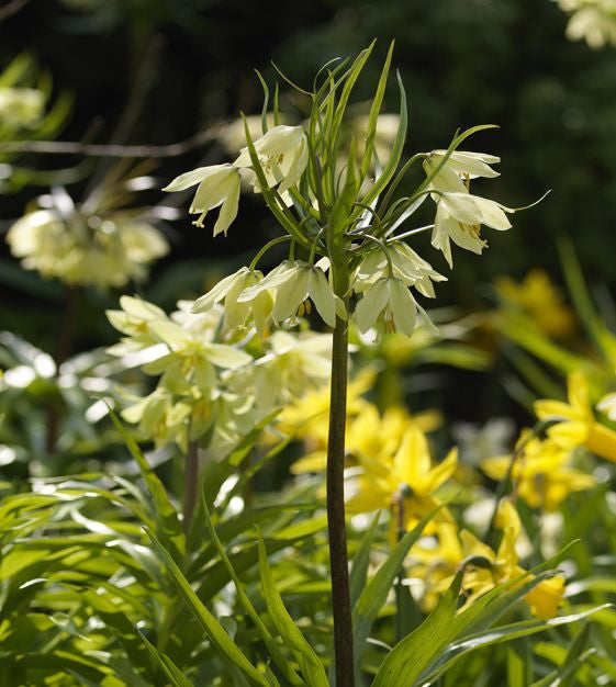 Fritillaria Raddeana