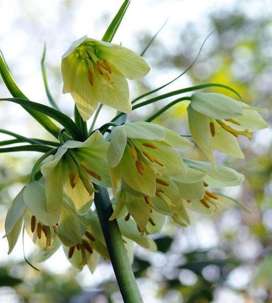 Radē fritilārija