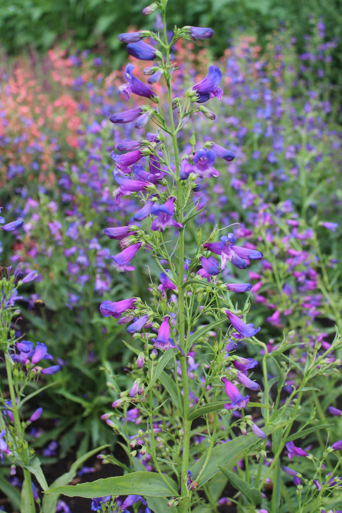 Penstemon barbatus Twizzle Blue