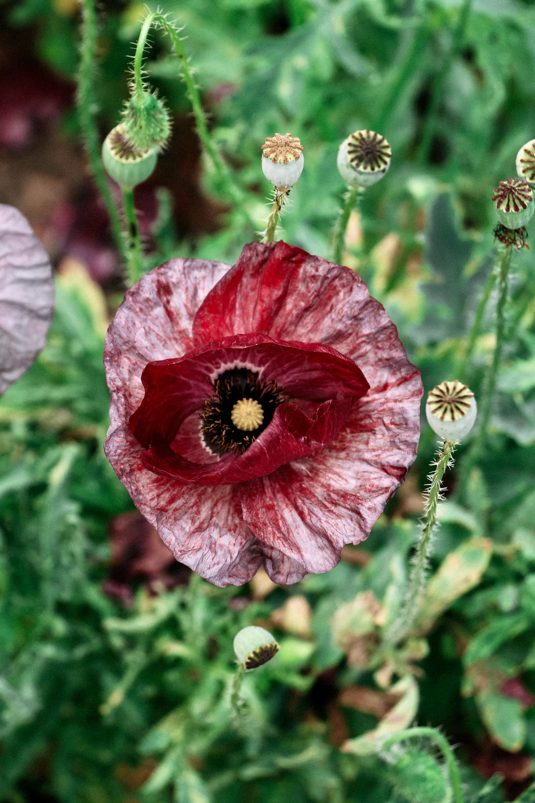 Papaver rhoeas Pandora