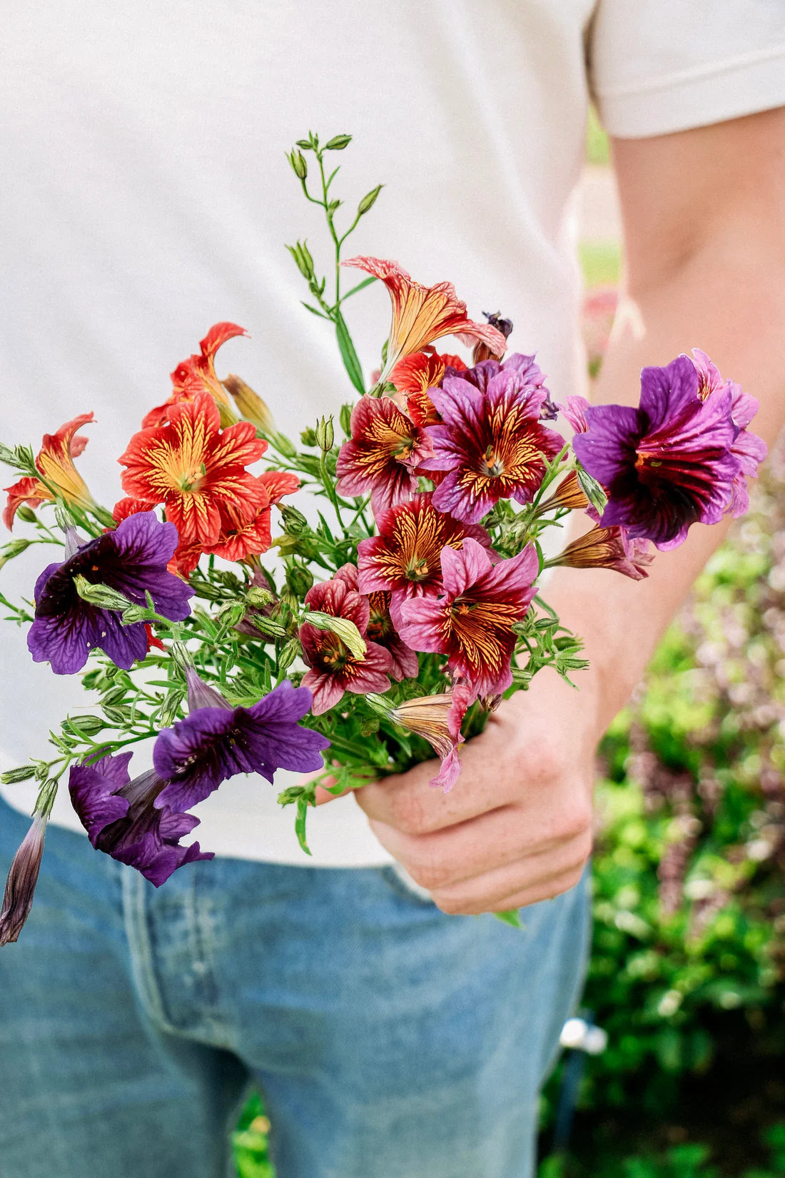 Salpiglossis sinuata Royale Mix