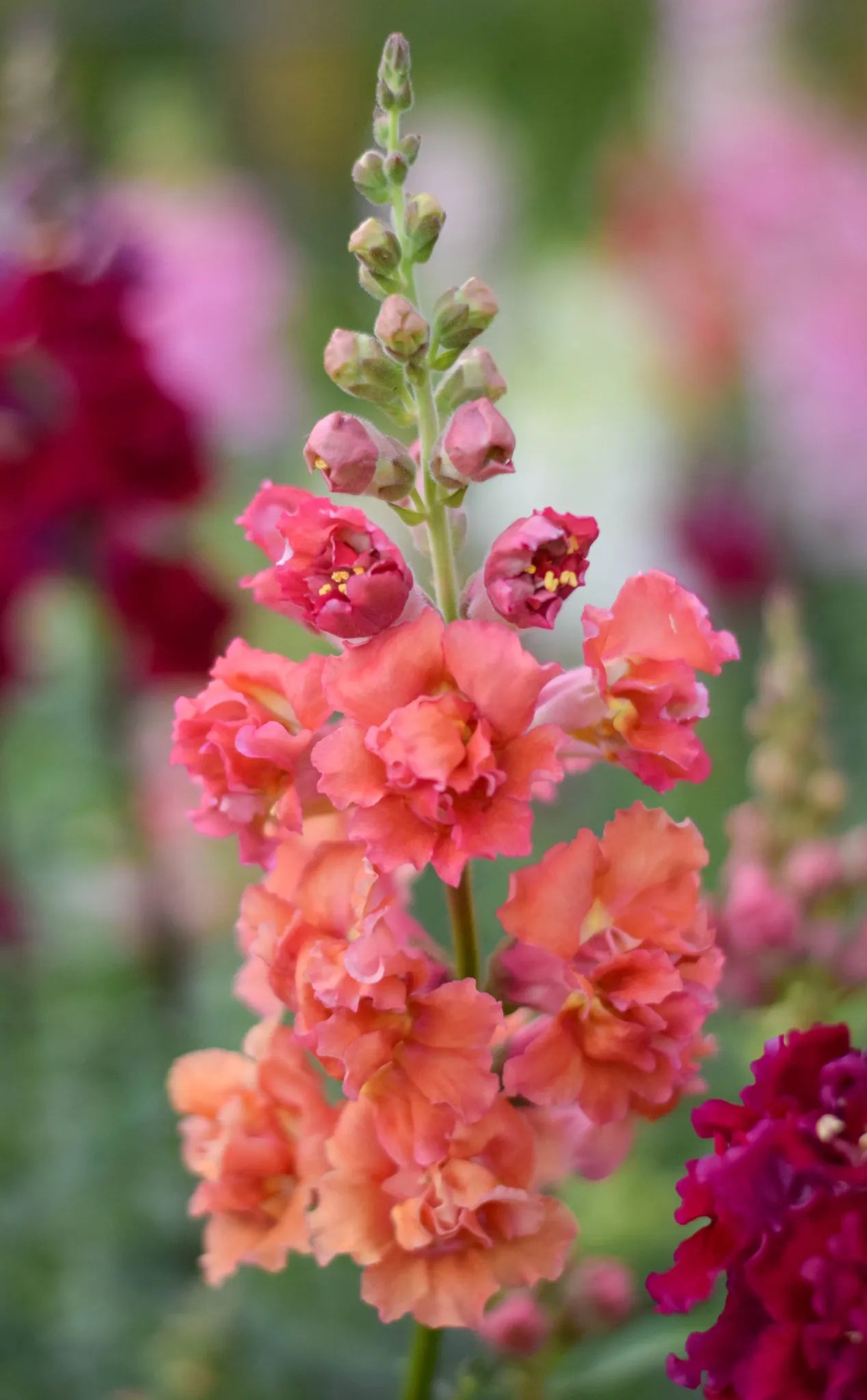 Snapdragon Madame Butterfly Bronze