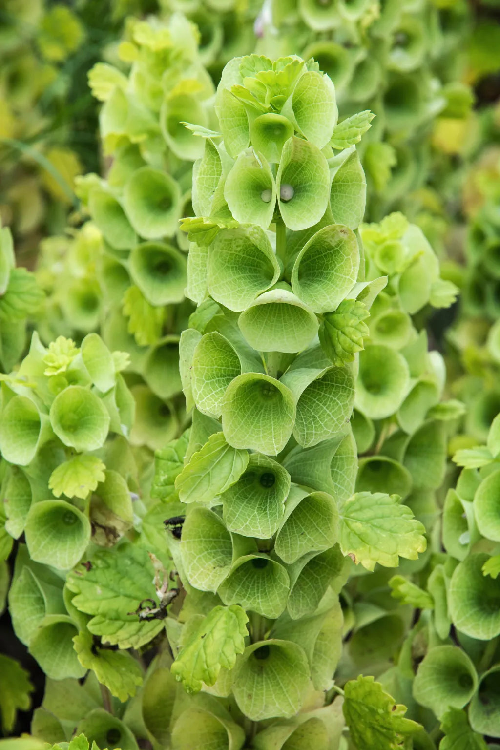 Bells of Ireland Moluccella laevis