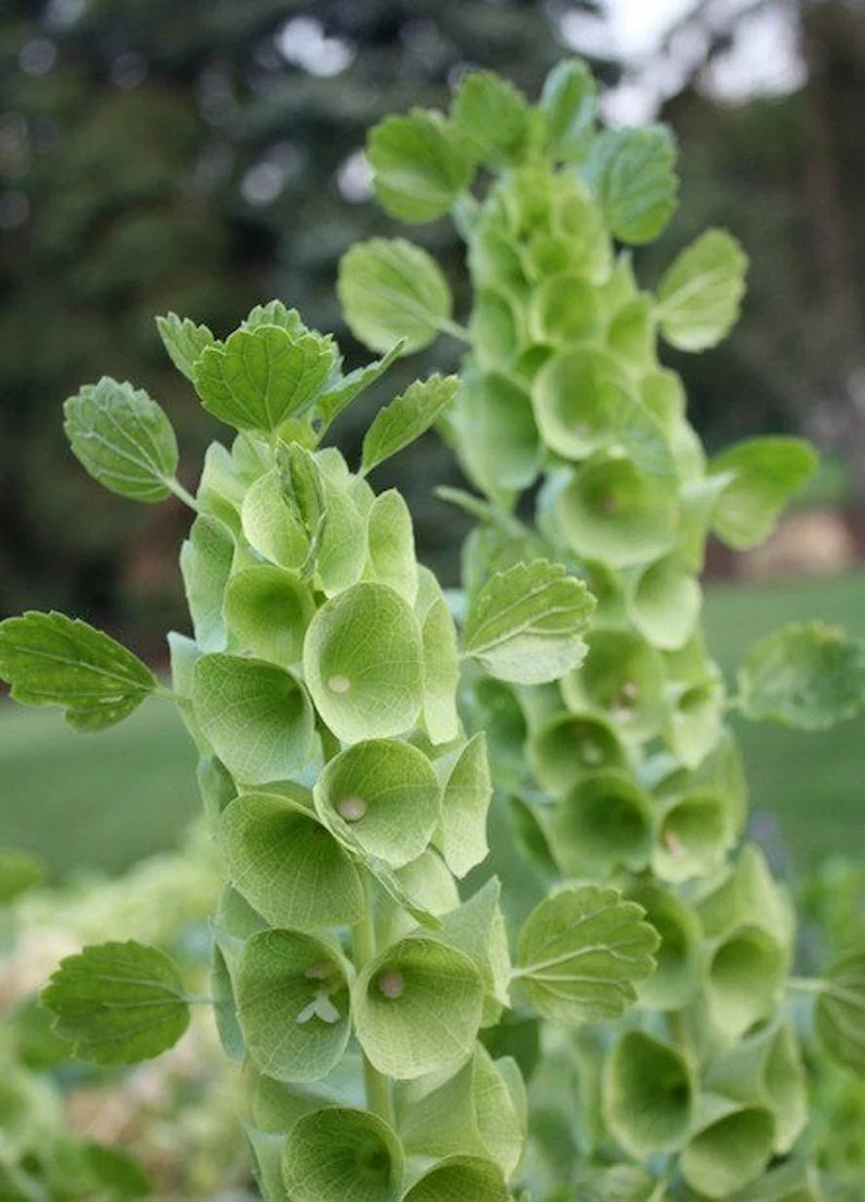 Bells of Ireland Moluccella laevis