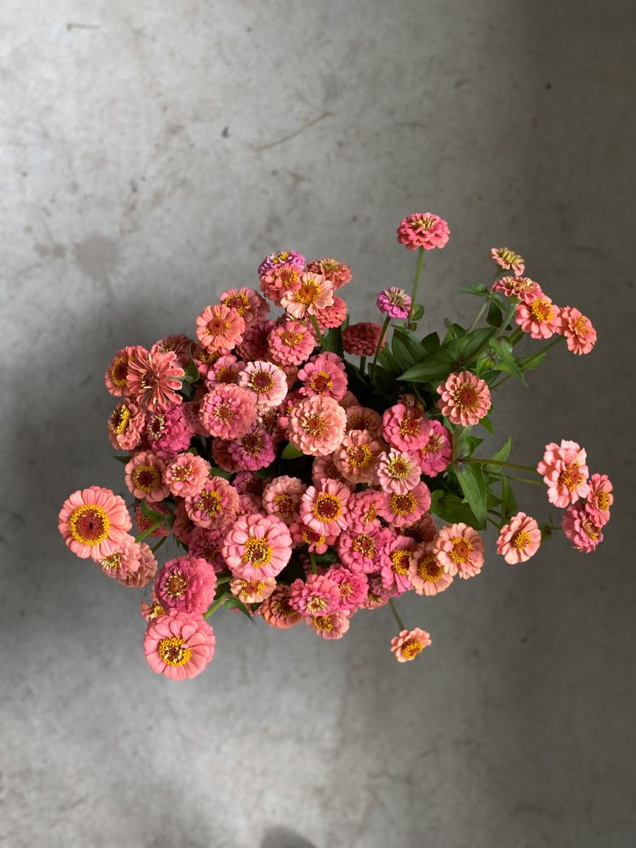 Zinnia elegans OKLAHOMA salmon