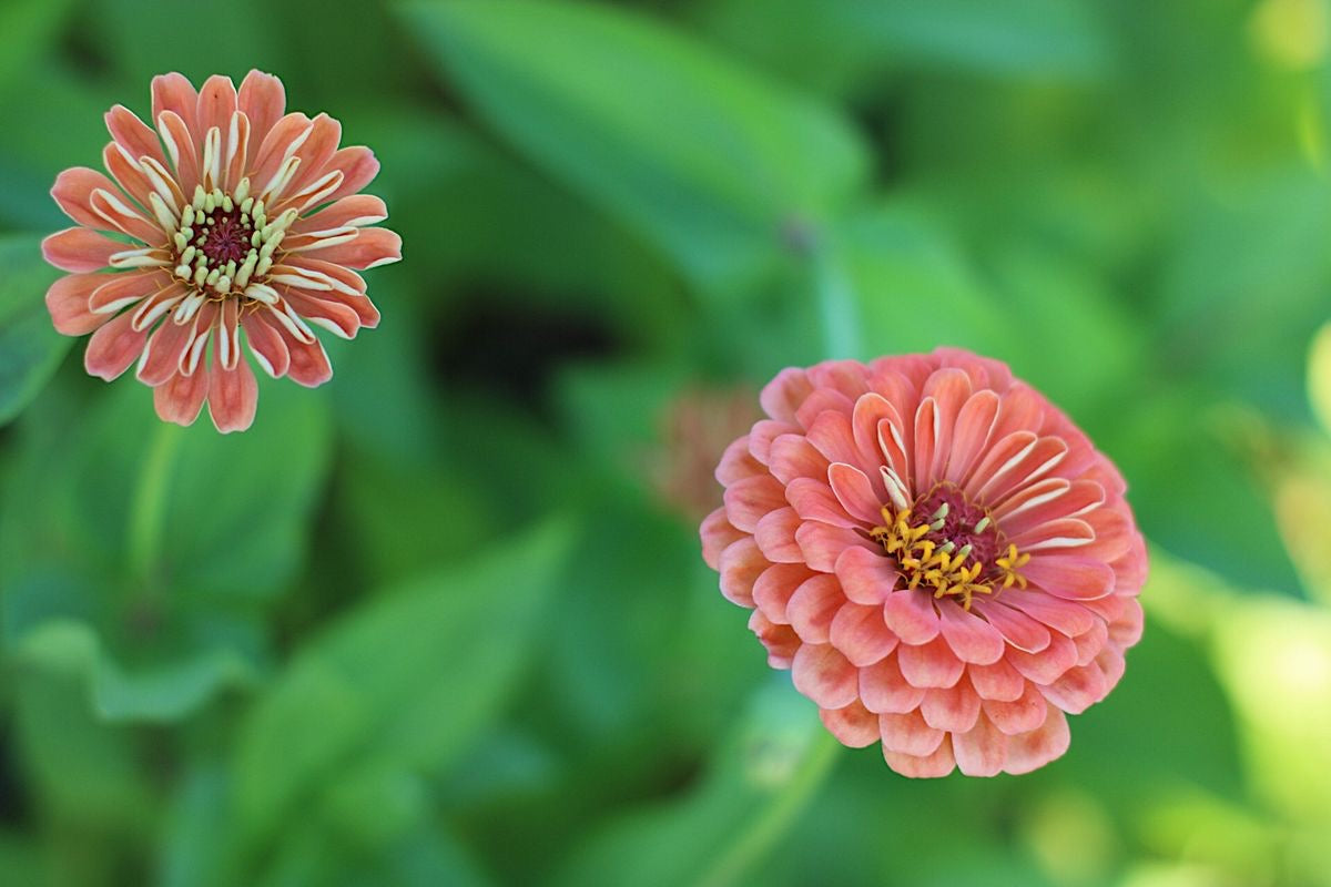 Zinnia elegans Benary's Giant Salmon Rose