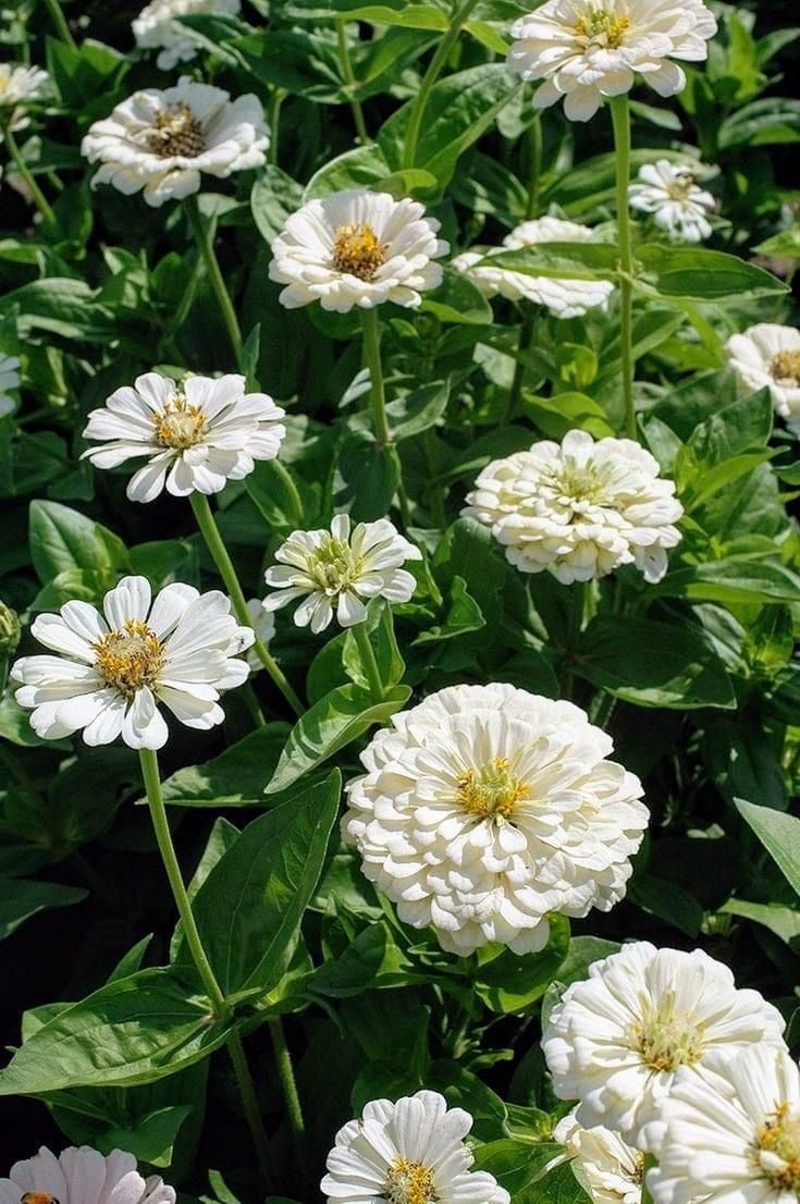 Zinnia elegans Polar Bear