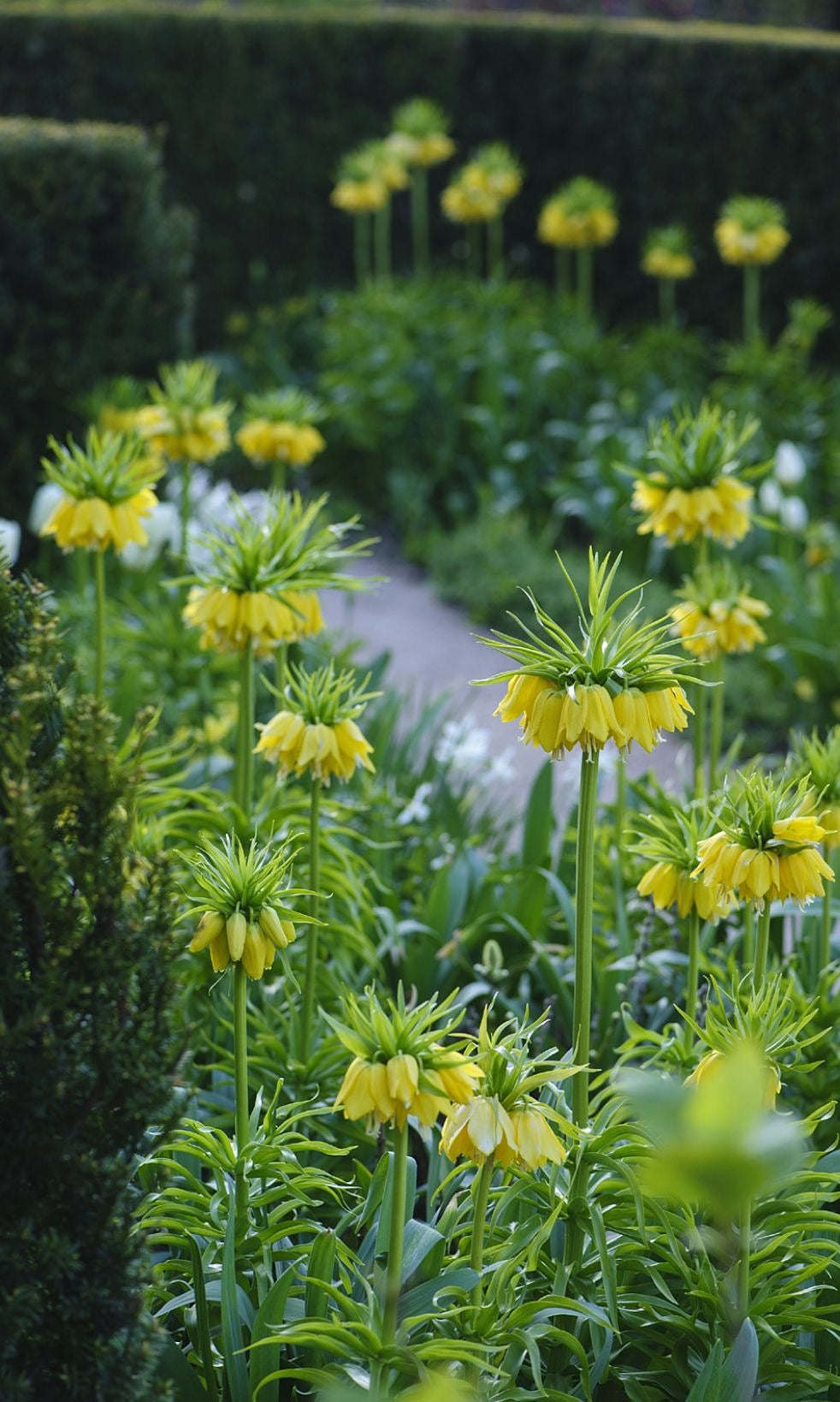 Fritillaria imperialis Early Sensation