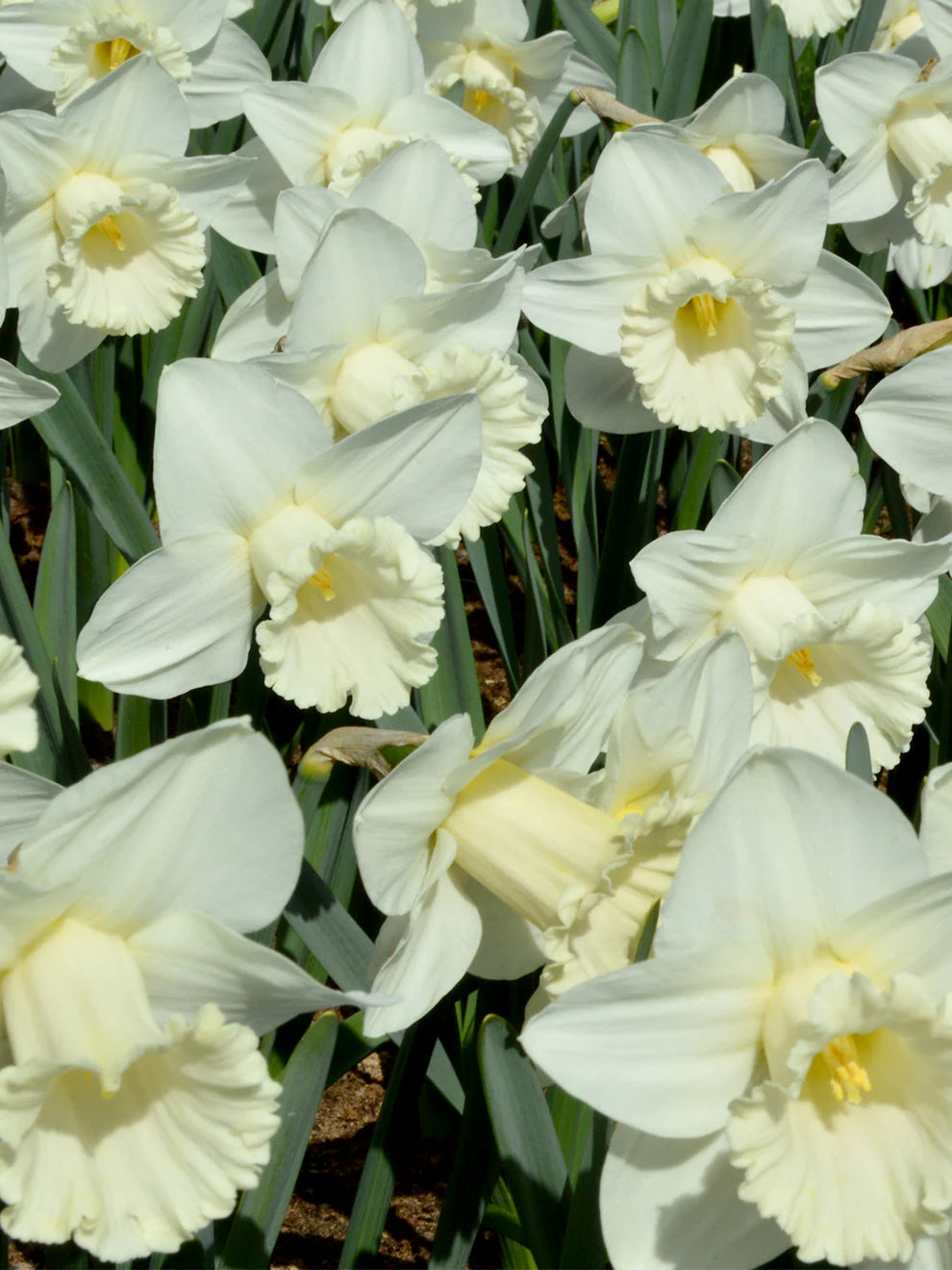 Narcissus Mount Hood