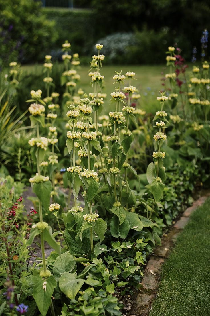 Phlomis russeliana