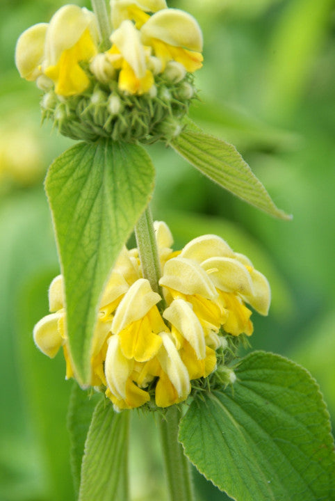 Phlomis russeliana