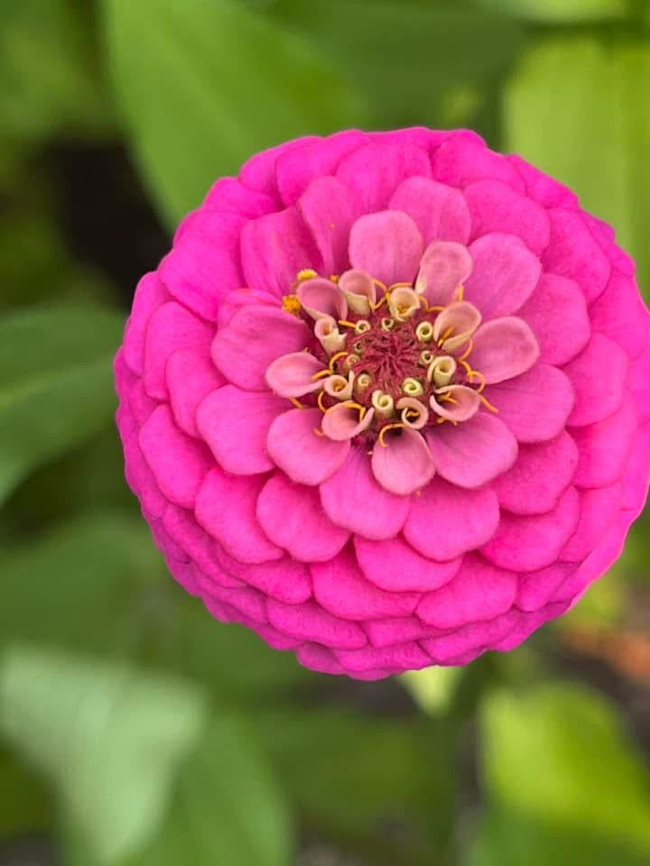 Zinnia elegans OKLAHOMA carmine