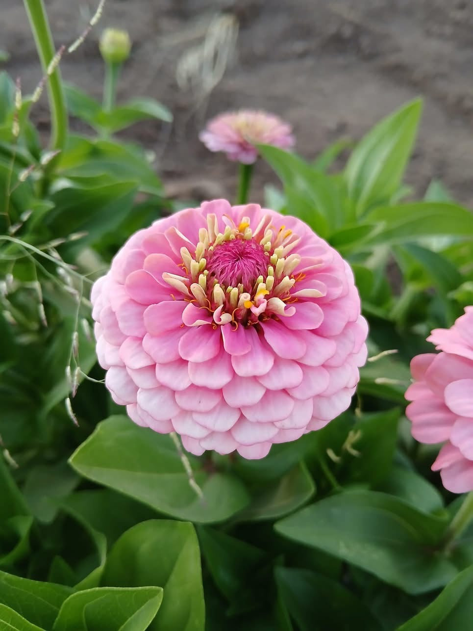 Zinnia elegans OKLAHOMA pink