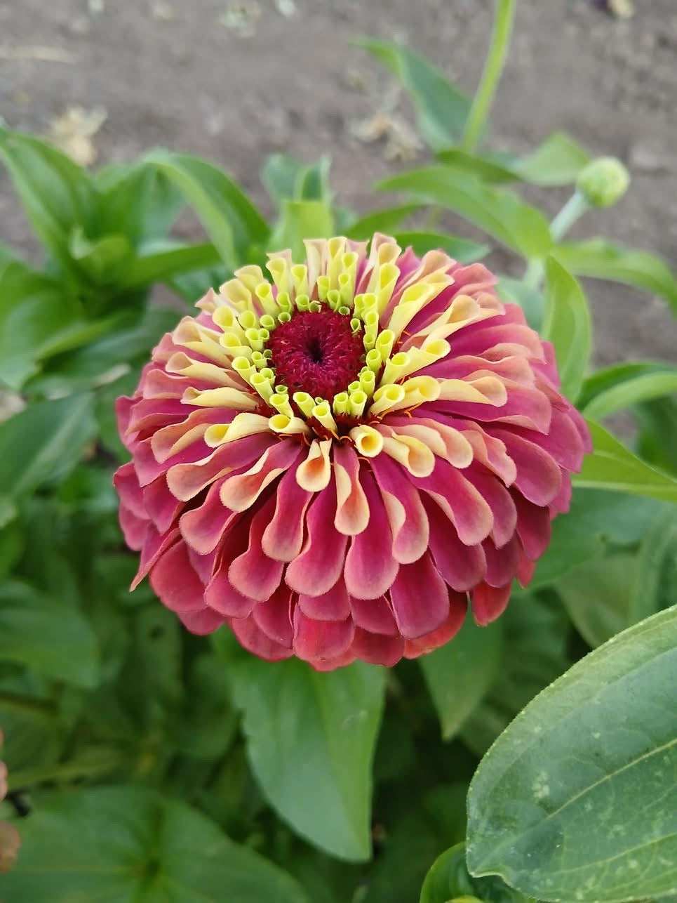 Zinnia elegans Queen Red lime