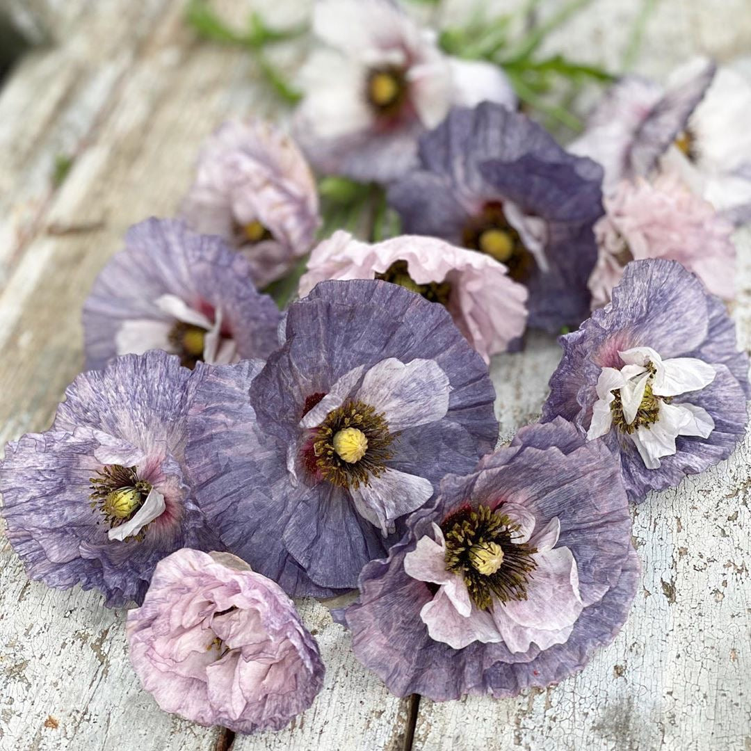 Papaver rhoeas Amazing Grey