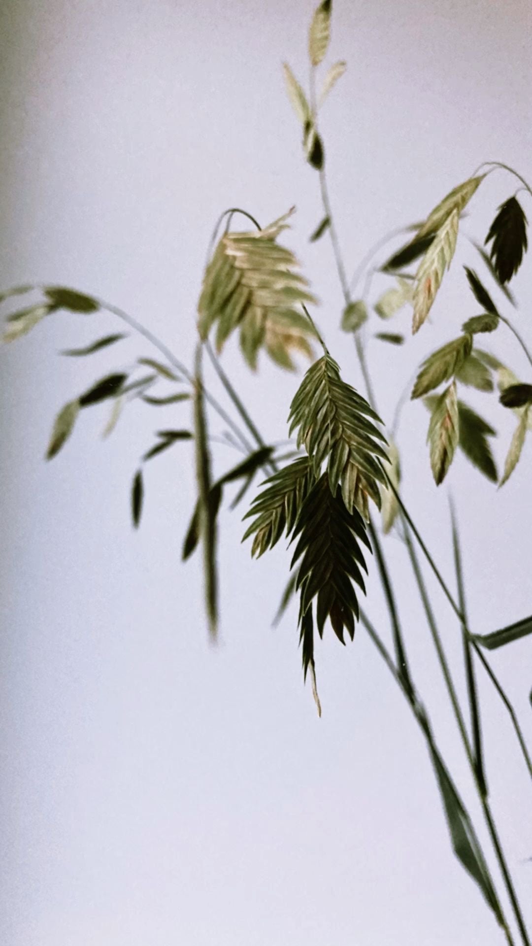 Chasmanthium latifolium Green Dangles | Spangle Grass |  Sea Oats therapyofflowers.com