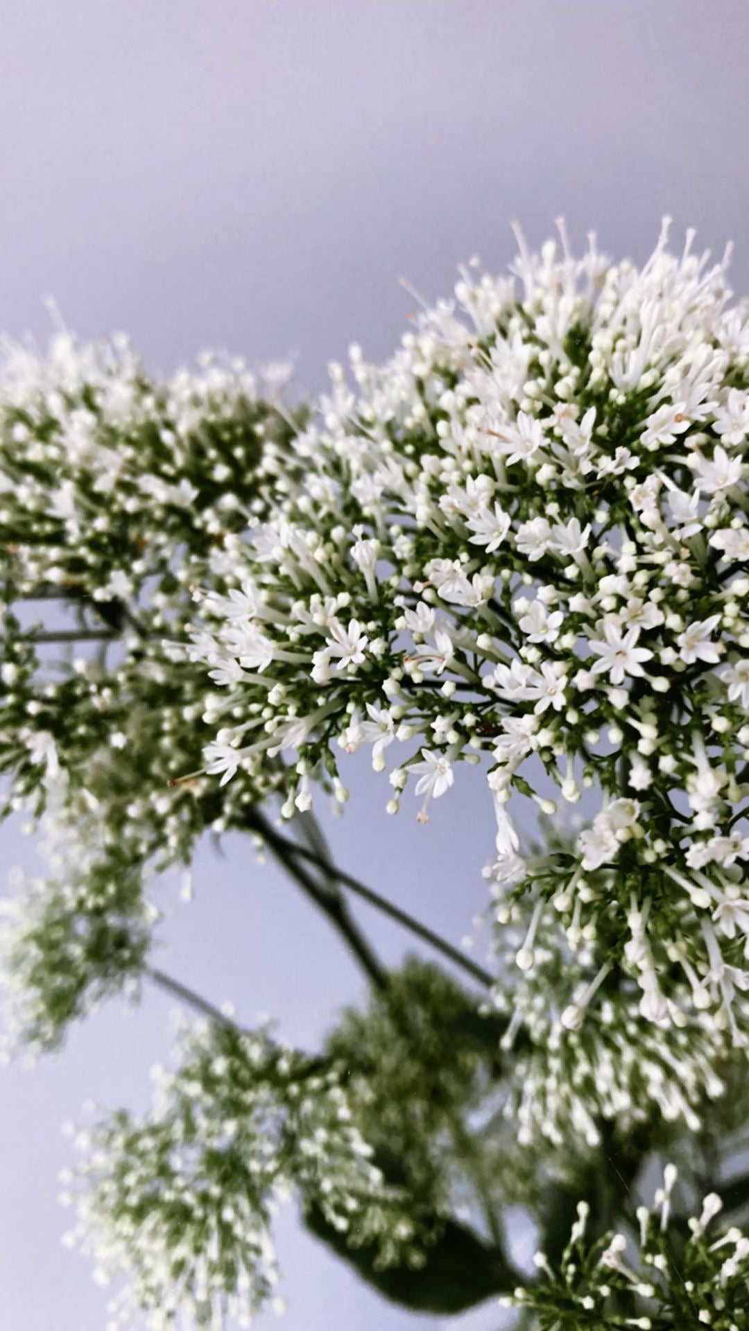 Trachelium caeruleum White Parasol